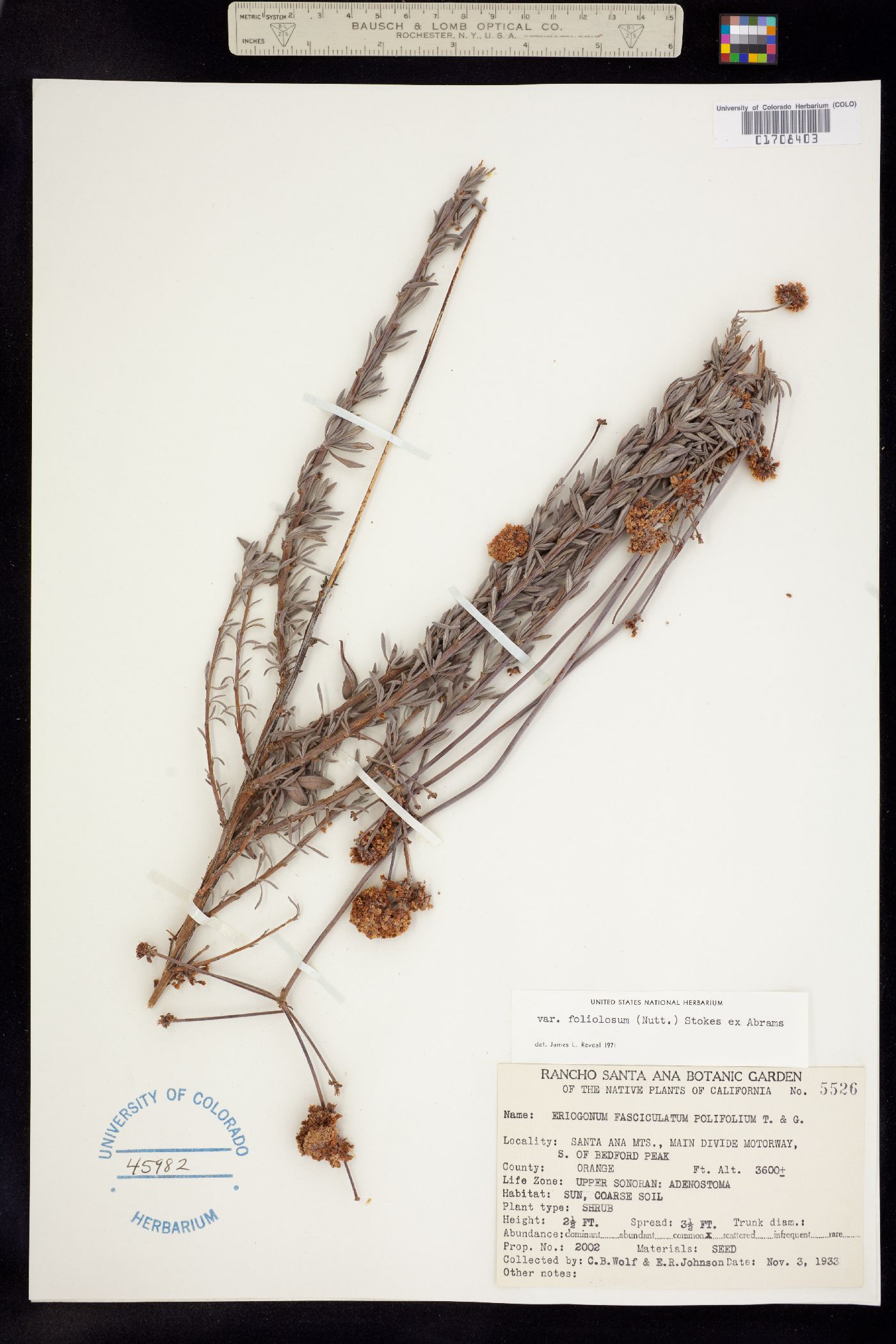Eriogonum fasciculatum var. foliolosum image