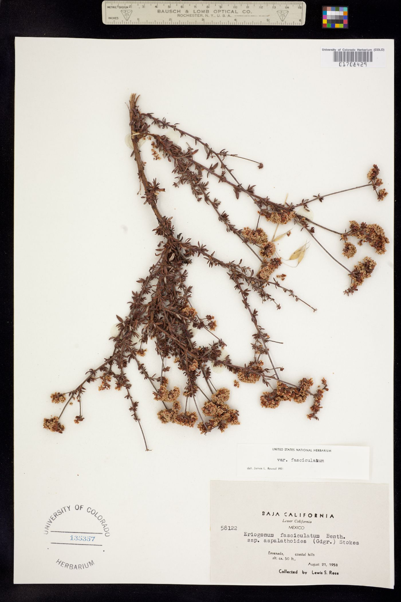 Eriogonum fasciculatum image