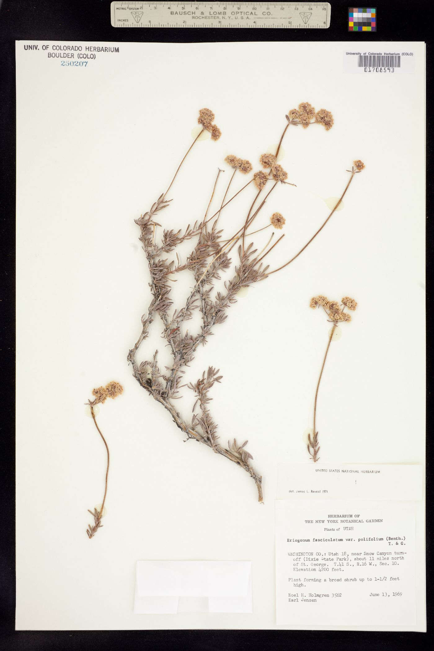 Eriogonum fasciculatum image