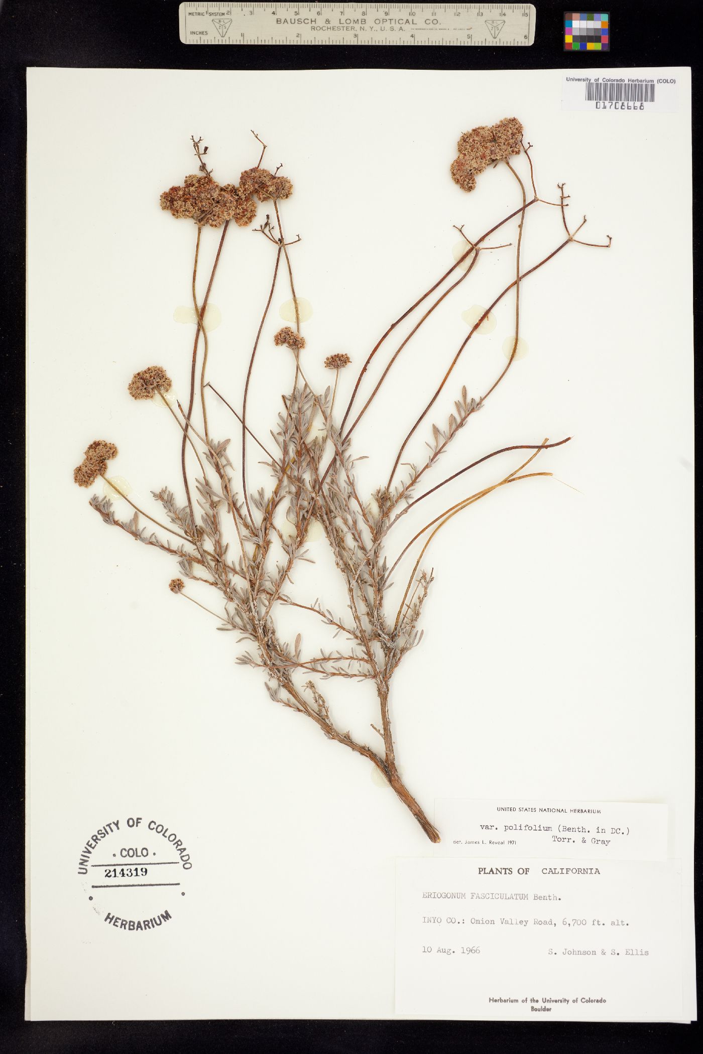 Eriogonum fasciculatum image
