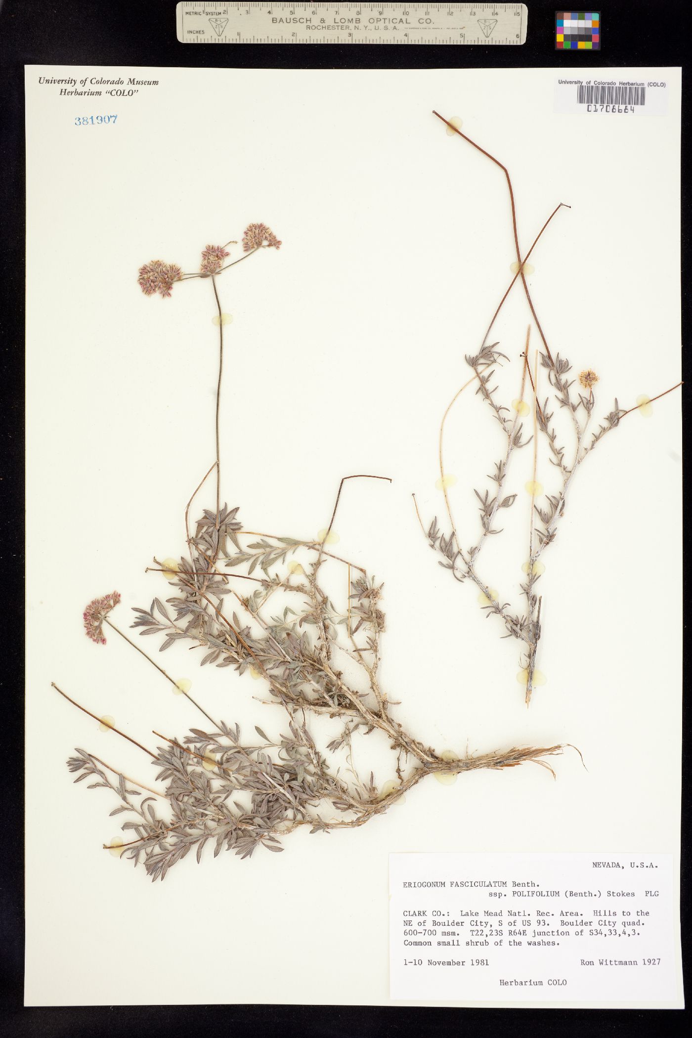 Eriogonum fasciculatum image