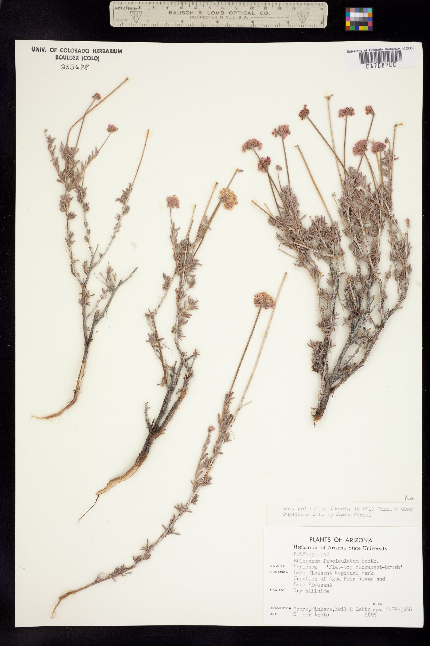 Eriogonum fasciculatum image