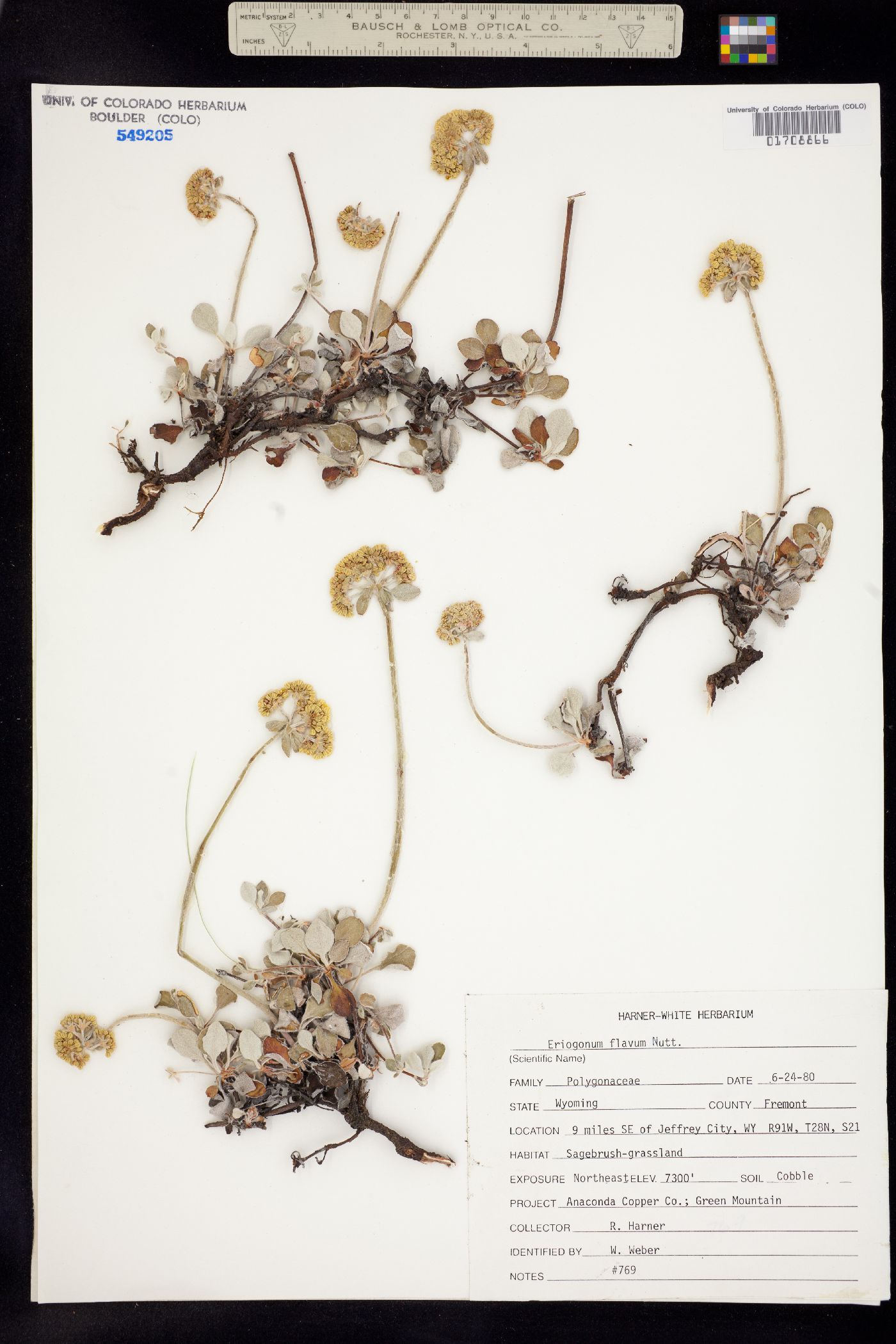 Eriogonum flavum image