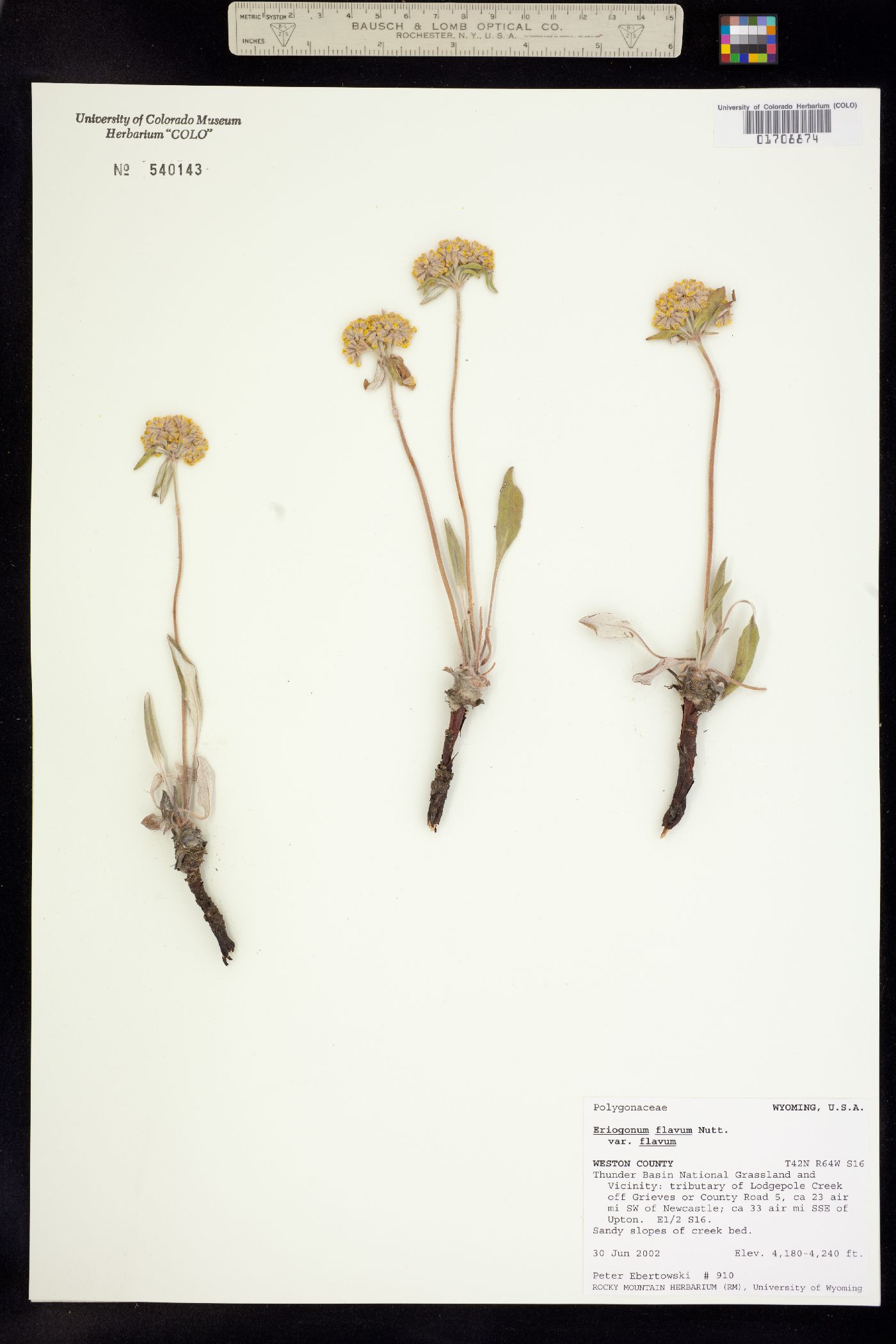 Eriogonum flavum image