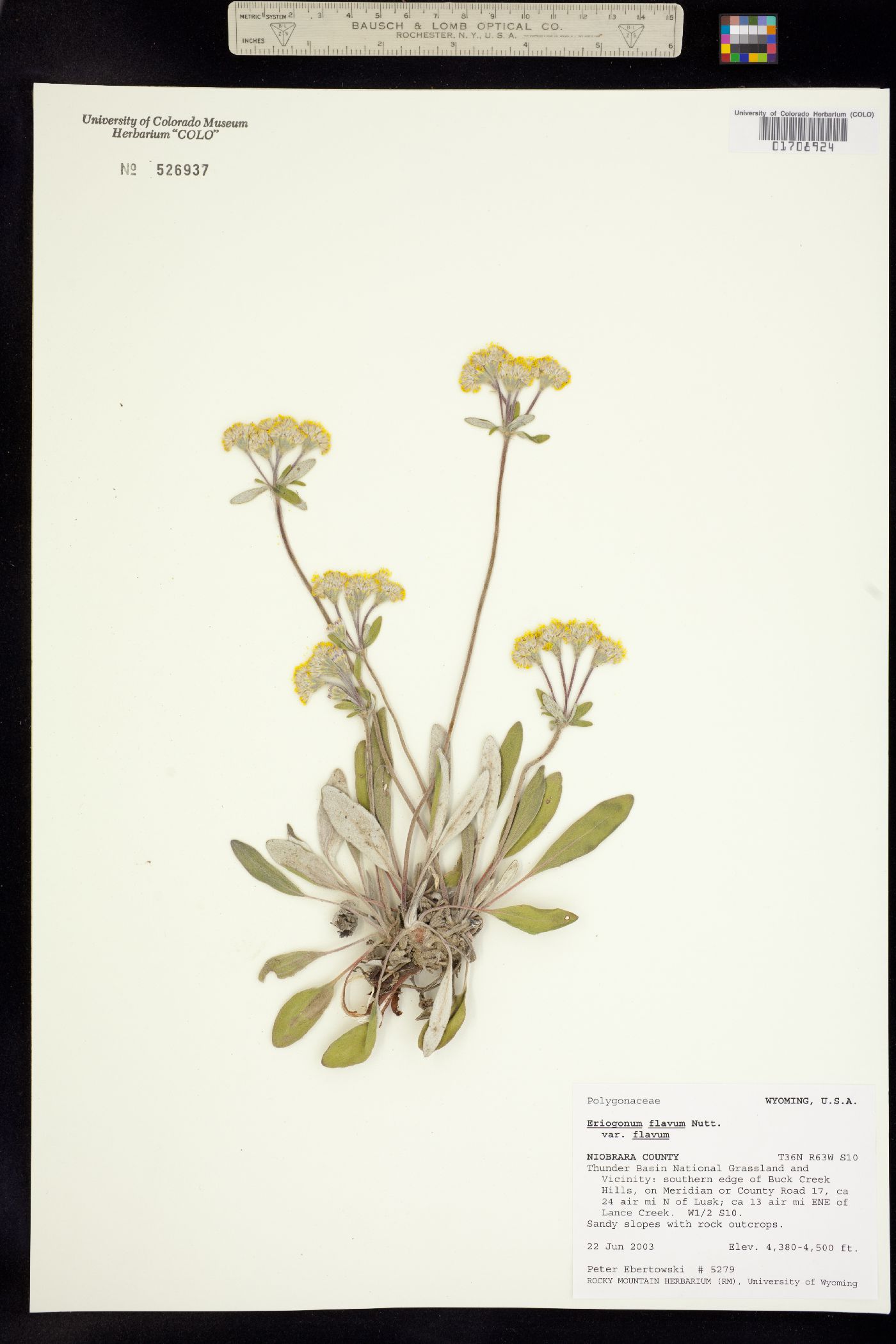Eriogonum flavum image