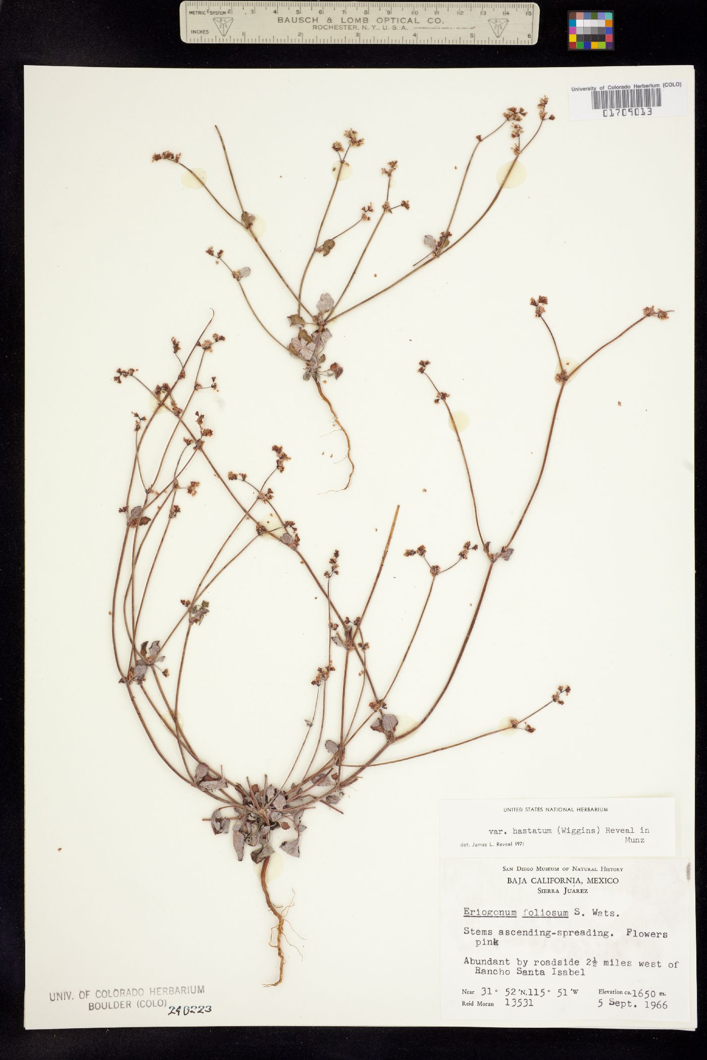 Eriogonum foliosum image