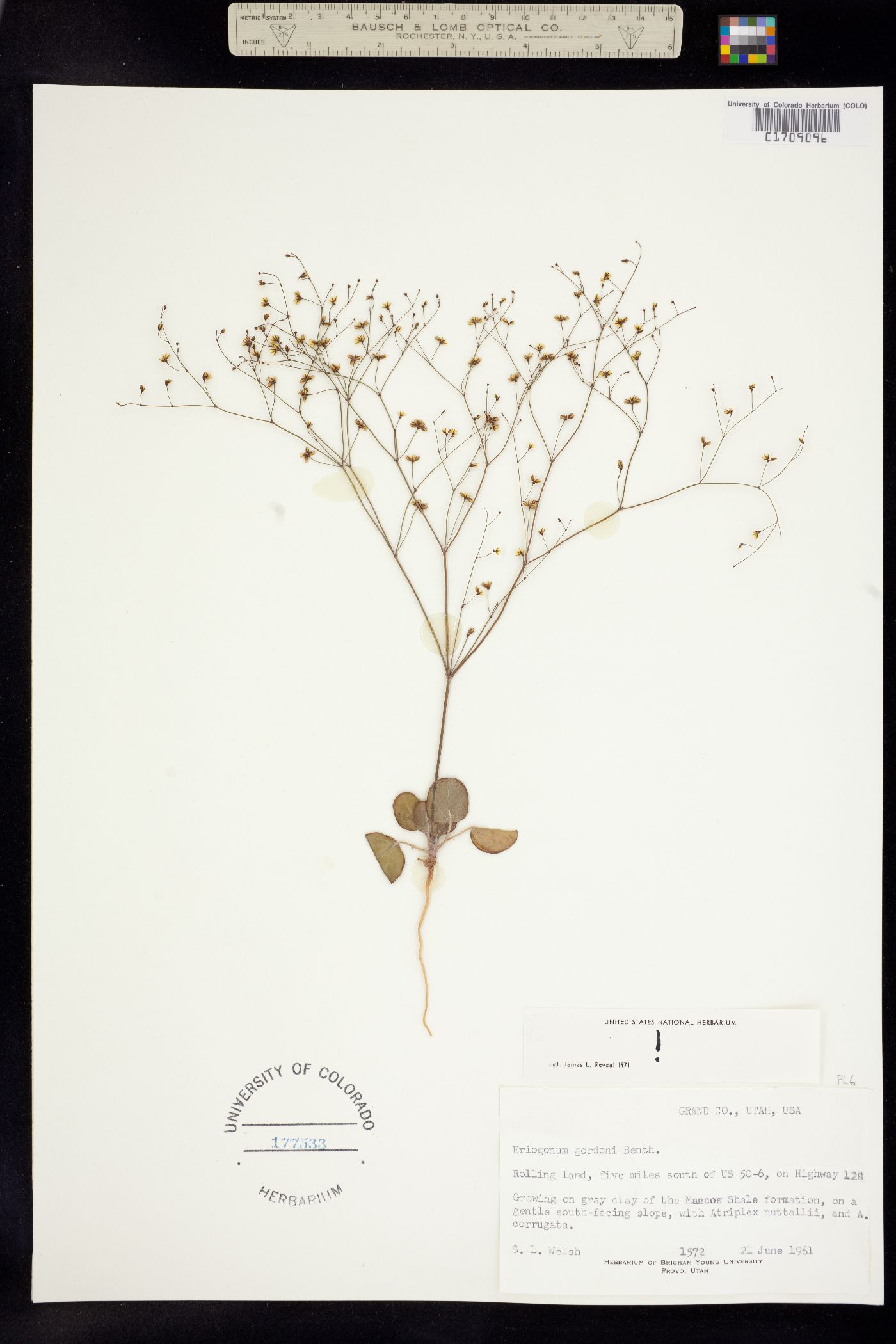 Eriogonum gordonii image