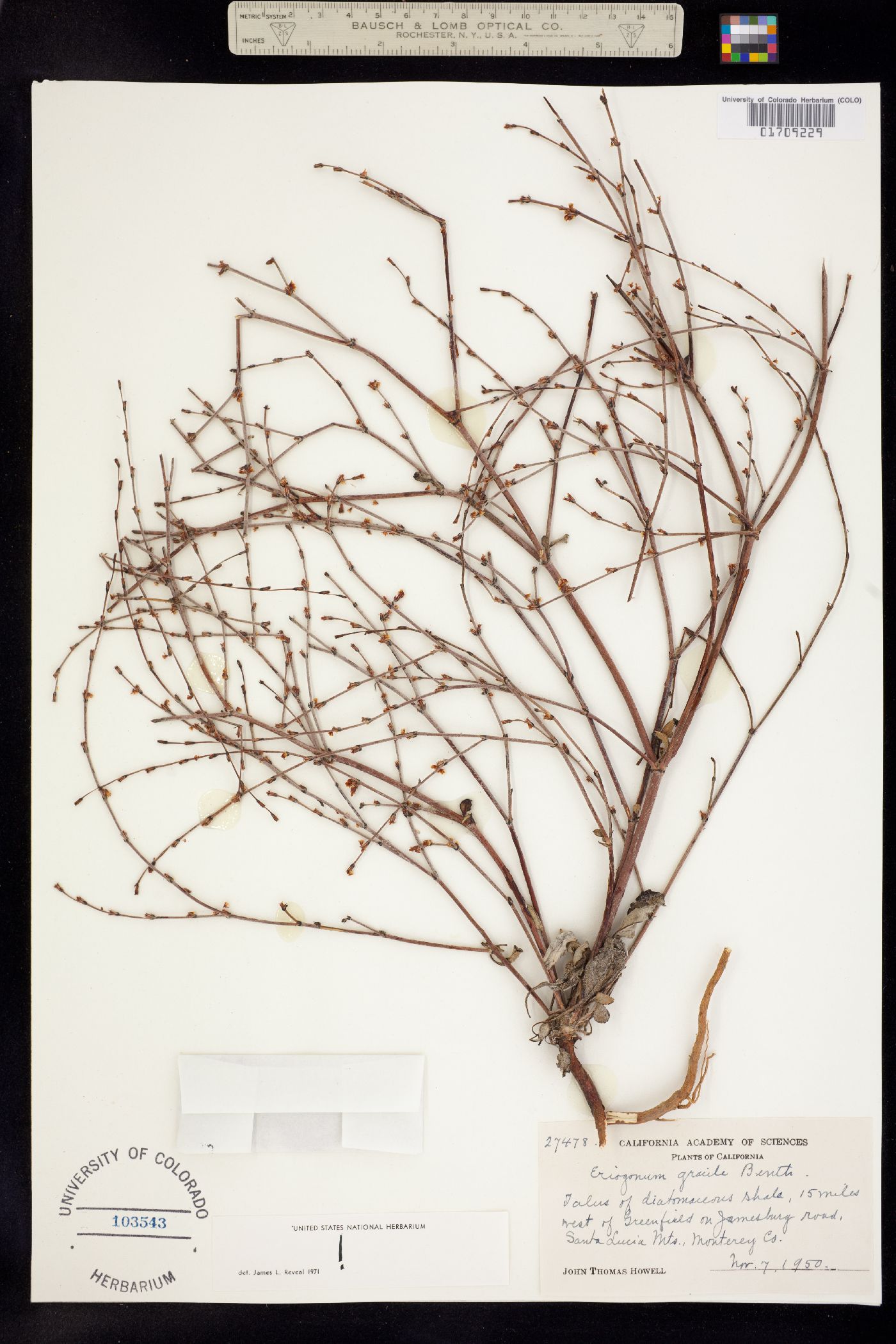 Eriogonum gracile image