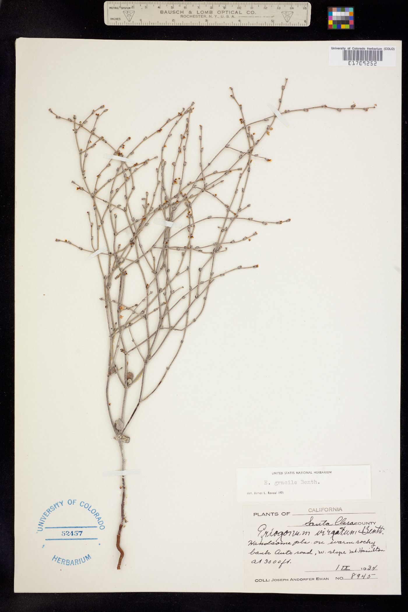 Eriogonum gracile image