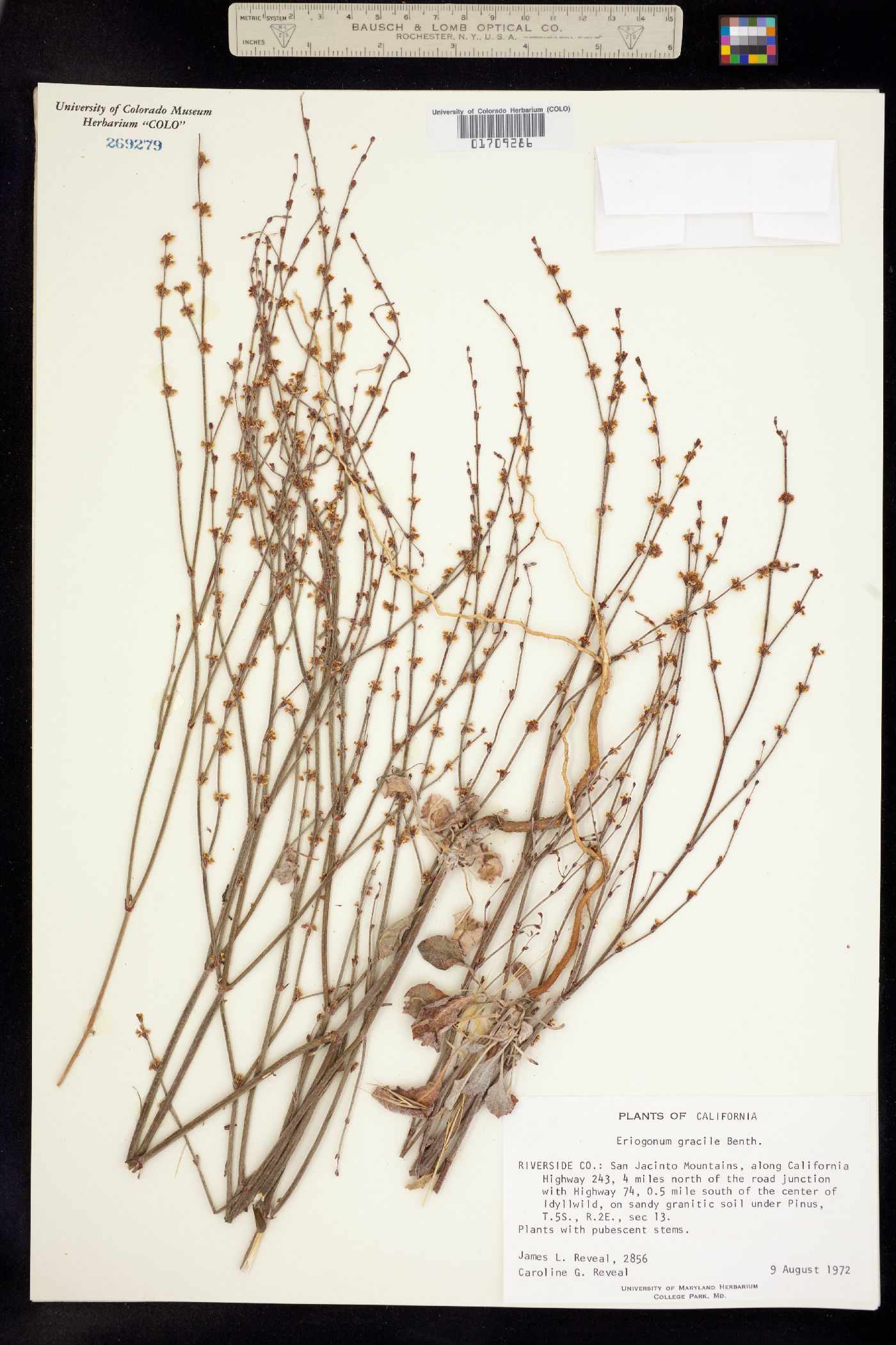 Eriogonum gracile image
