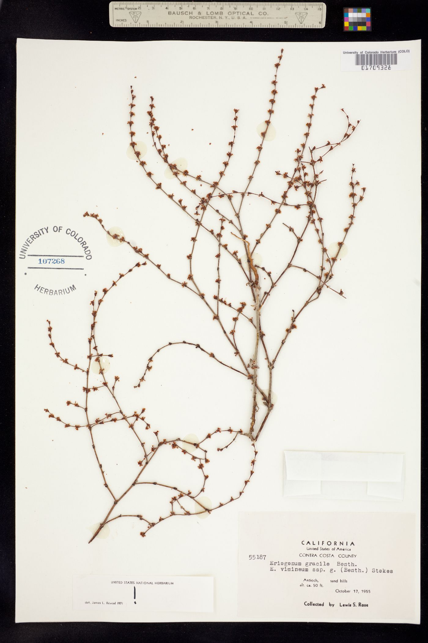 Eriogonum gracile image