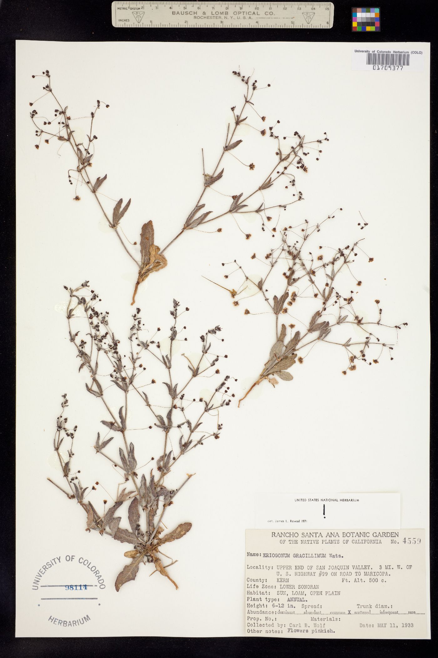 Eriogonum gracillimum image