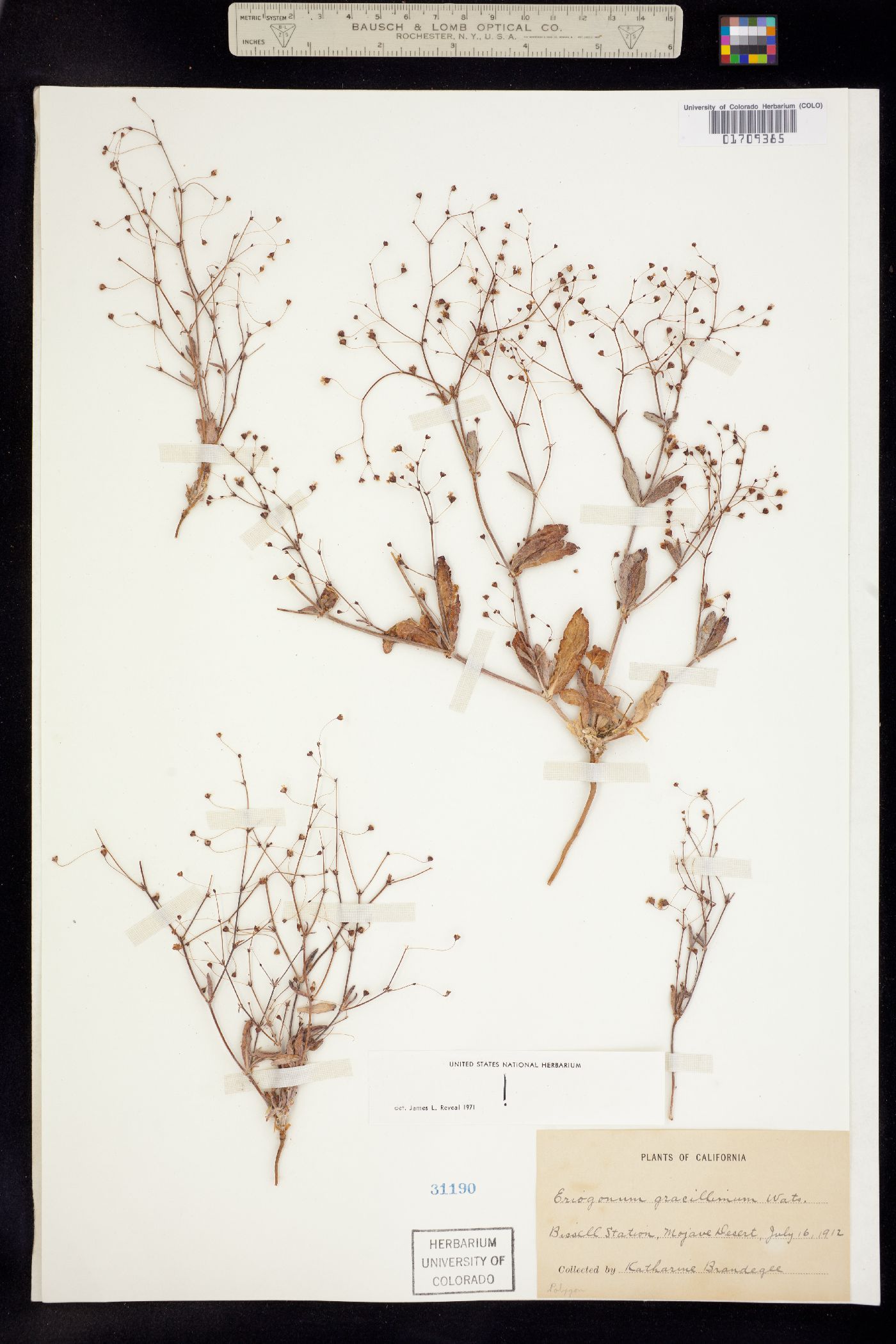 Eriogonum gracillimum image