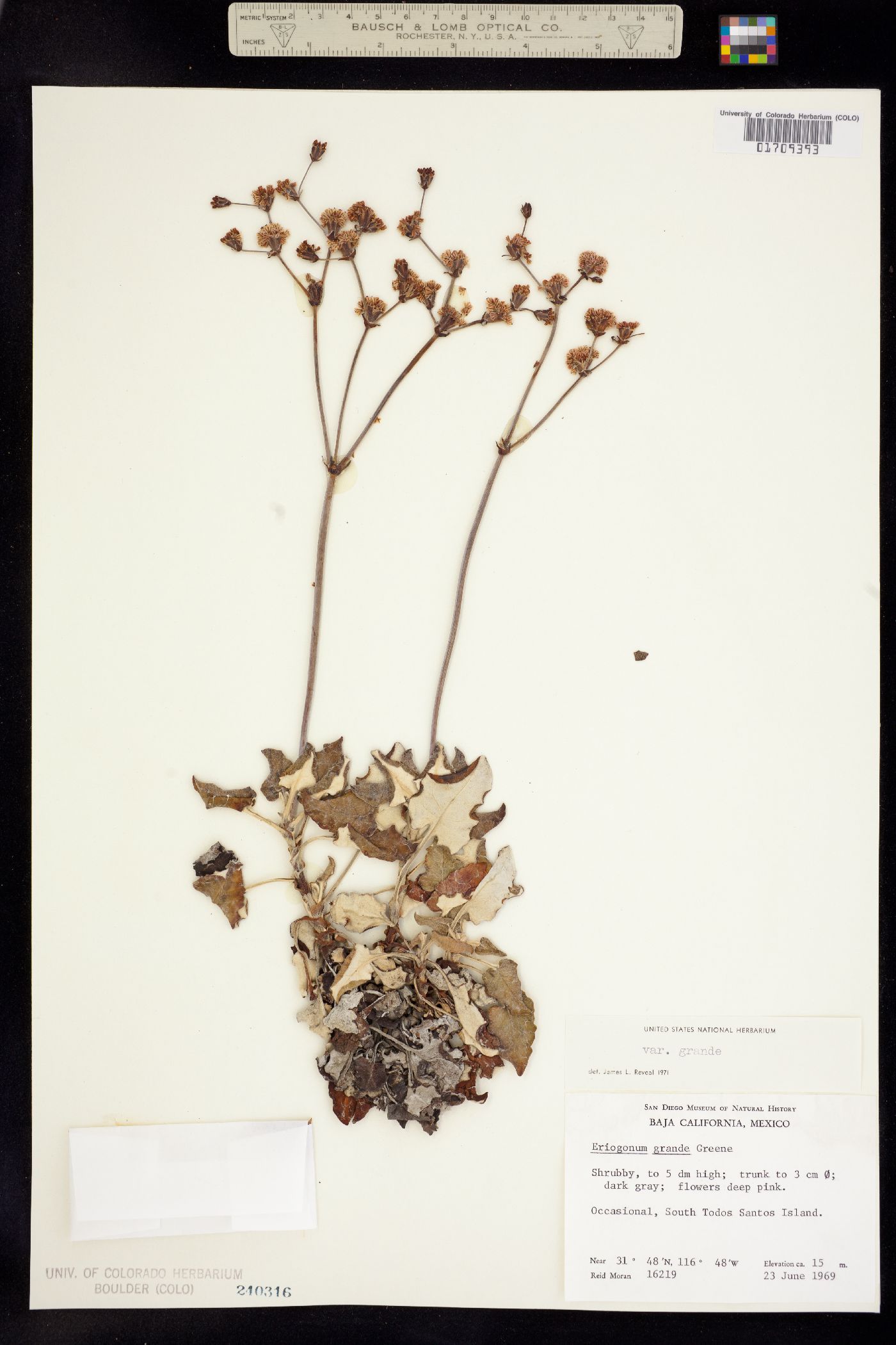 Eriogonum grande image