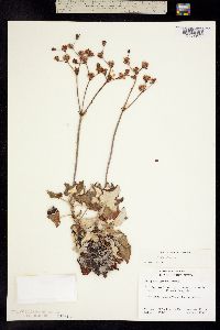 Eriogonum grande image