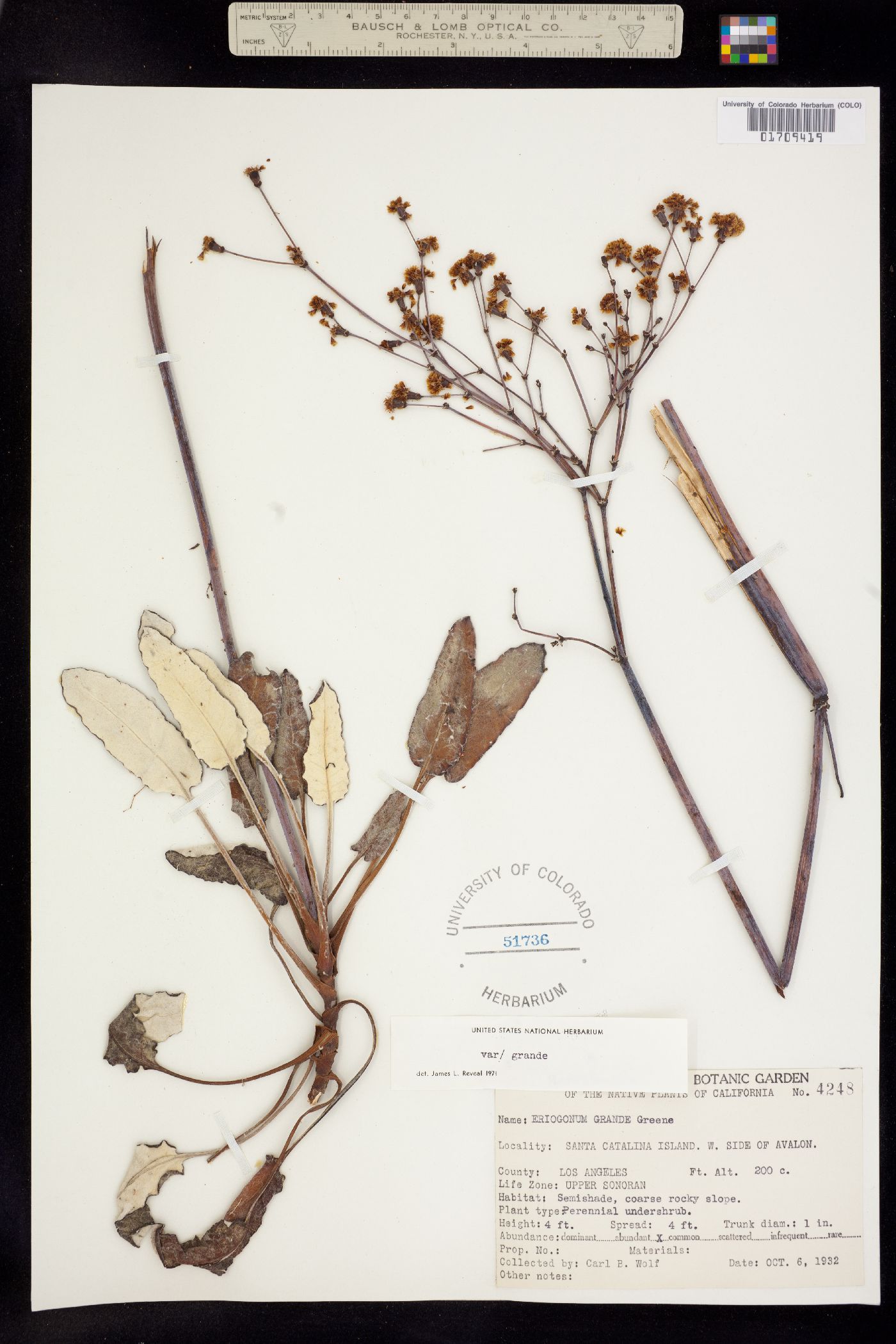 Eriogonum grande image