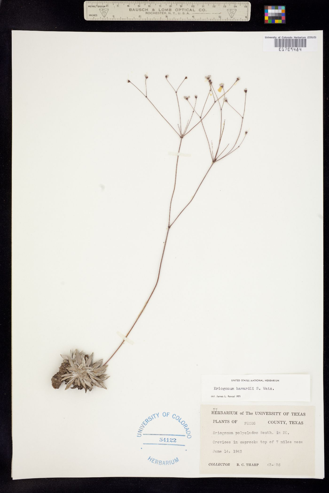 Eriogonum havardii image