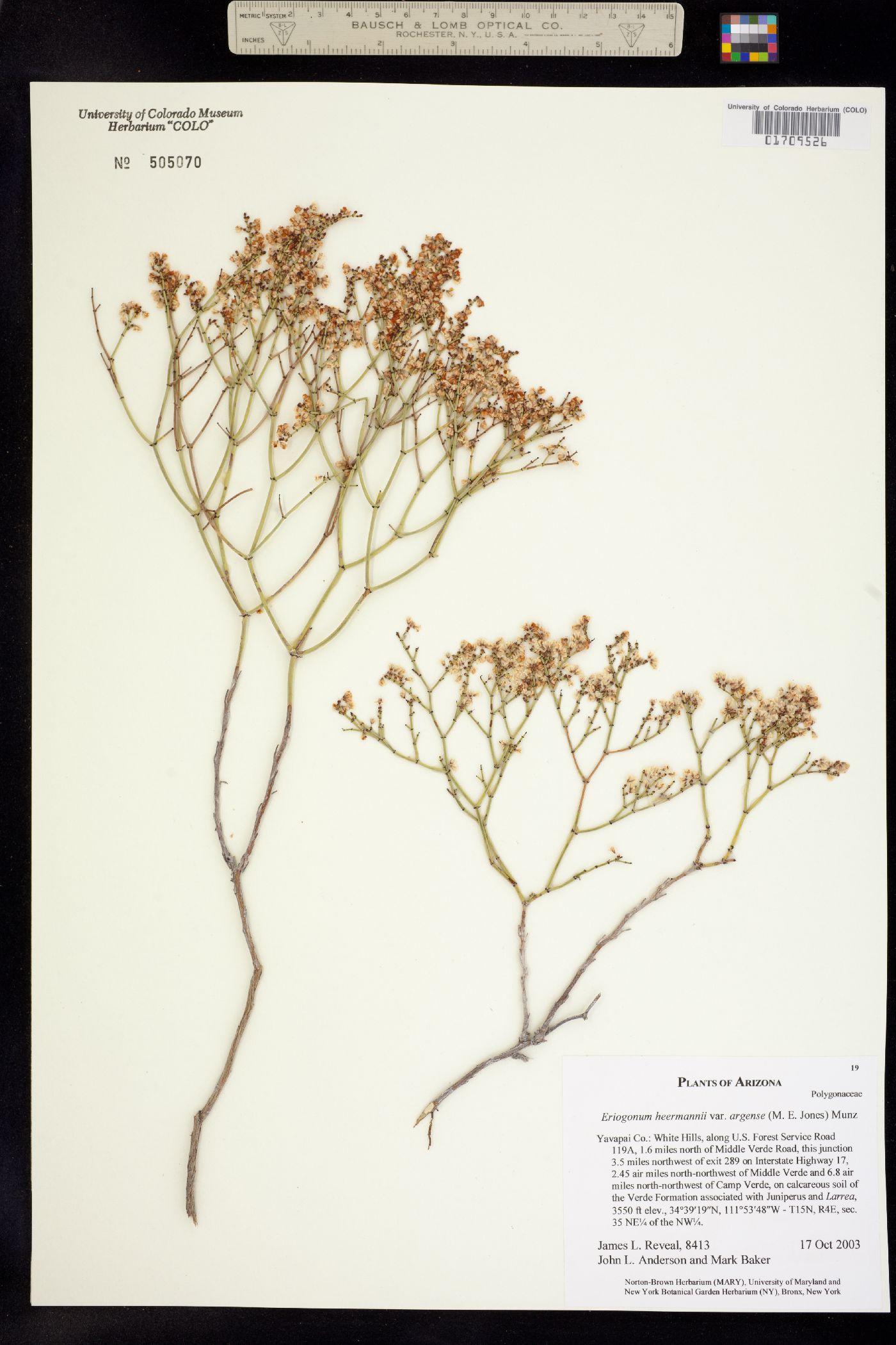 Eriogonum heermannii var. argense image