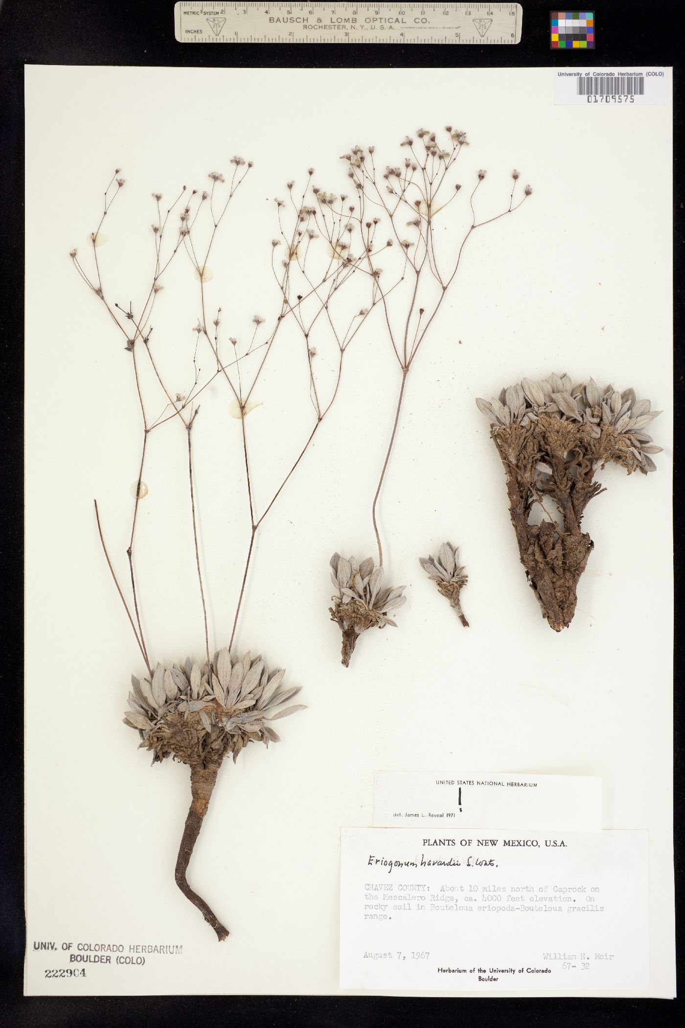 Eriogonum havardii image