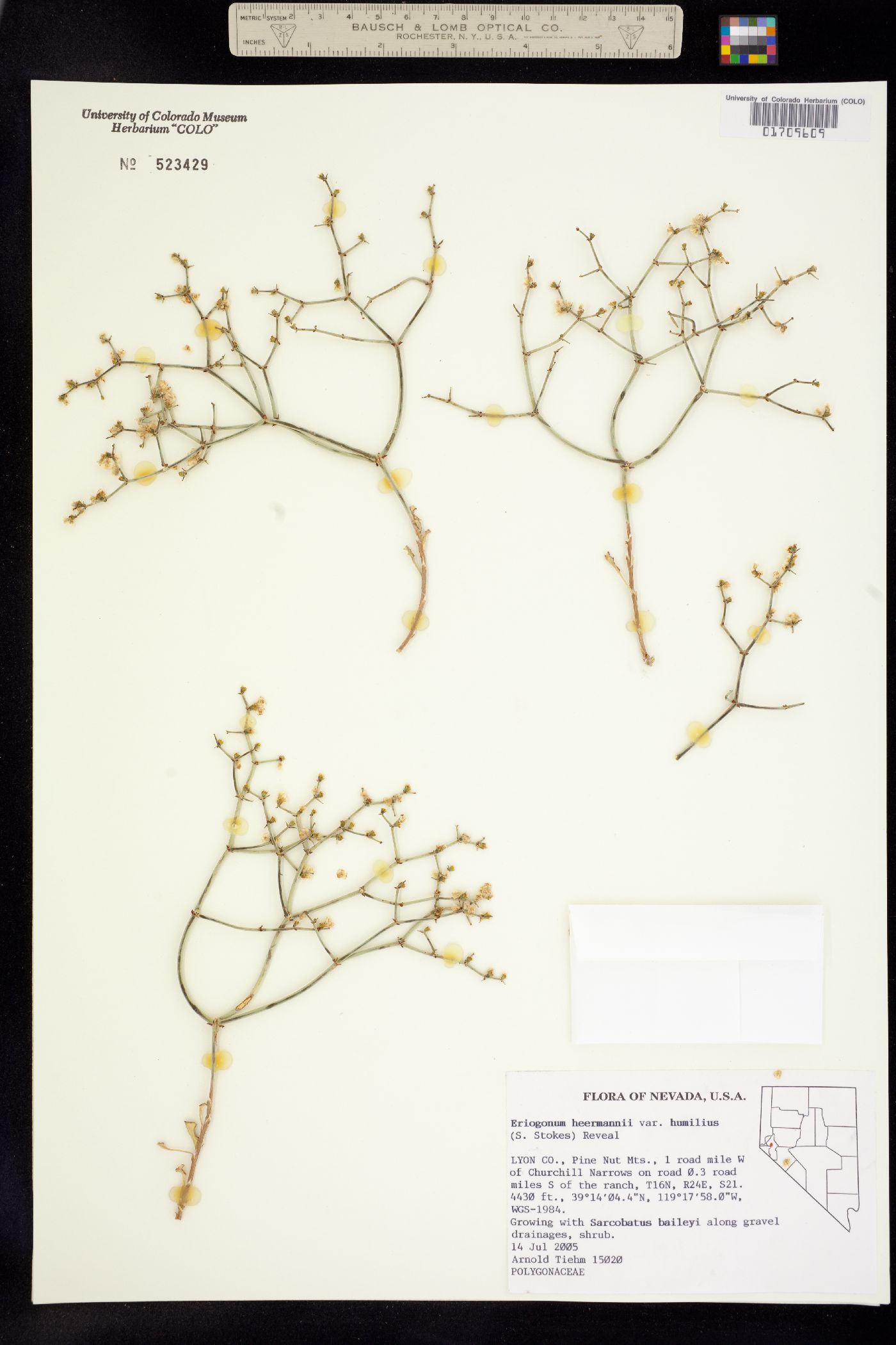 Eriogonum heermannii image