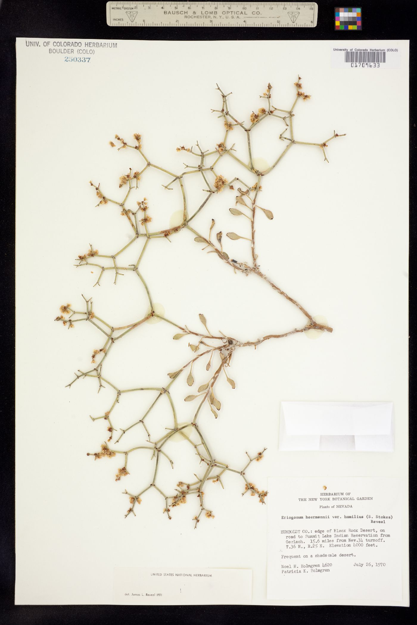 Eriogonum heermannii image