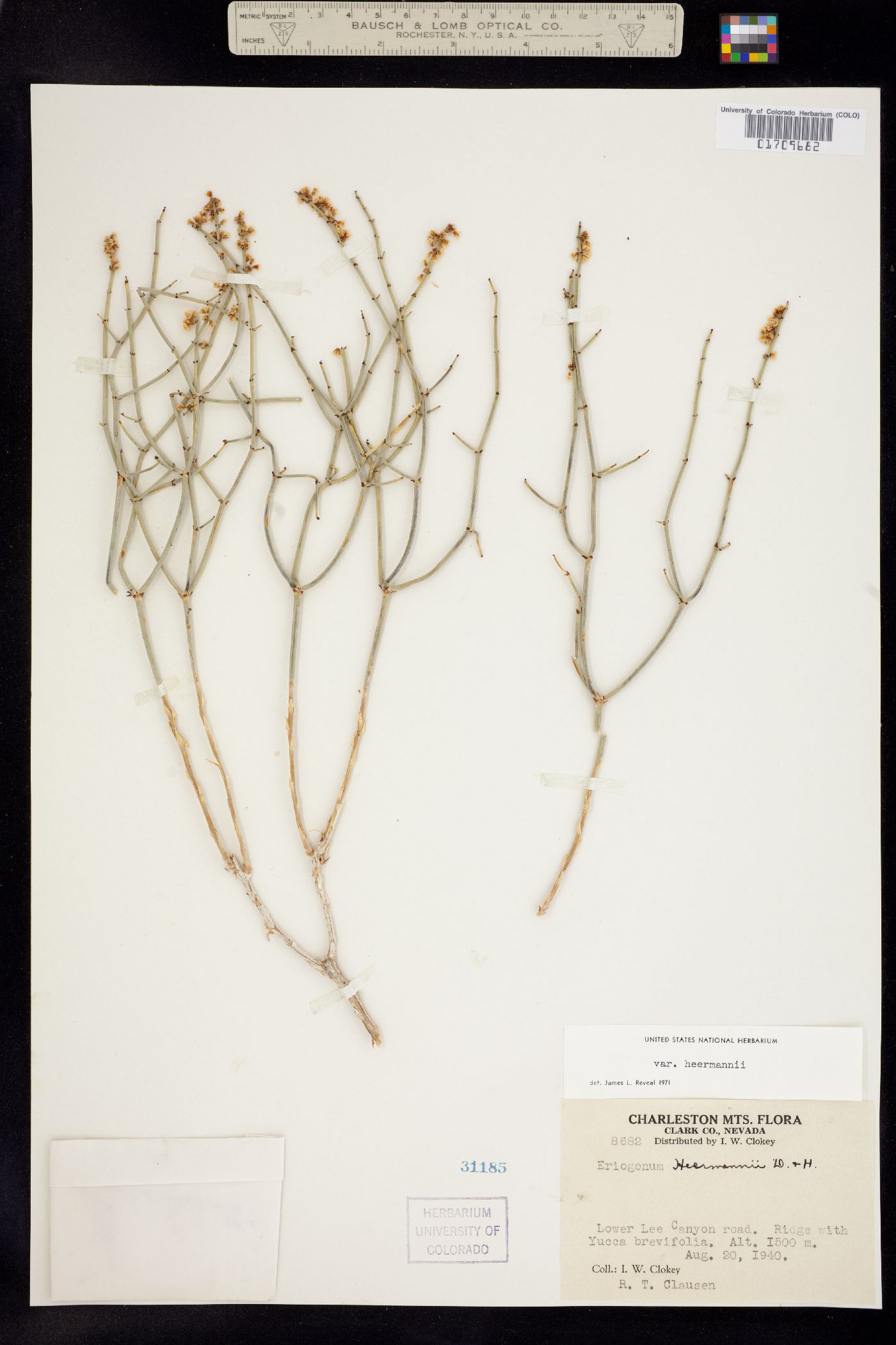 Eriogonum heermannii image