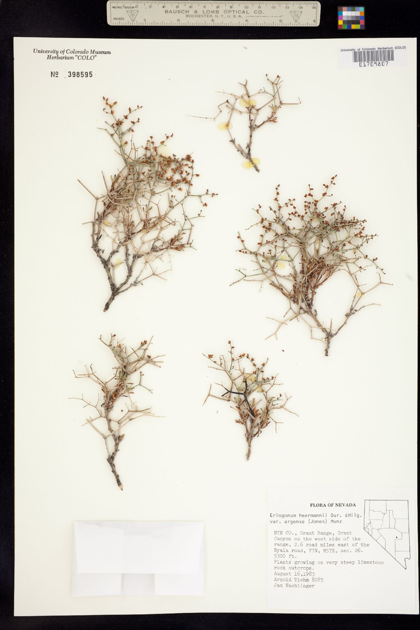 Eriogonum heermannii image
