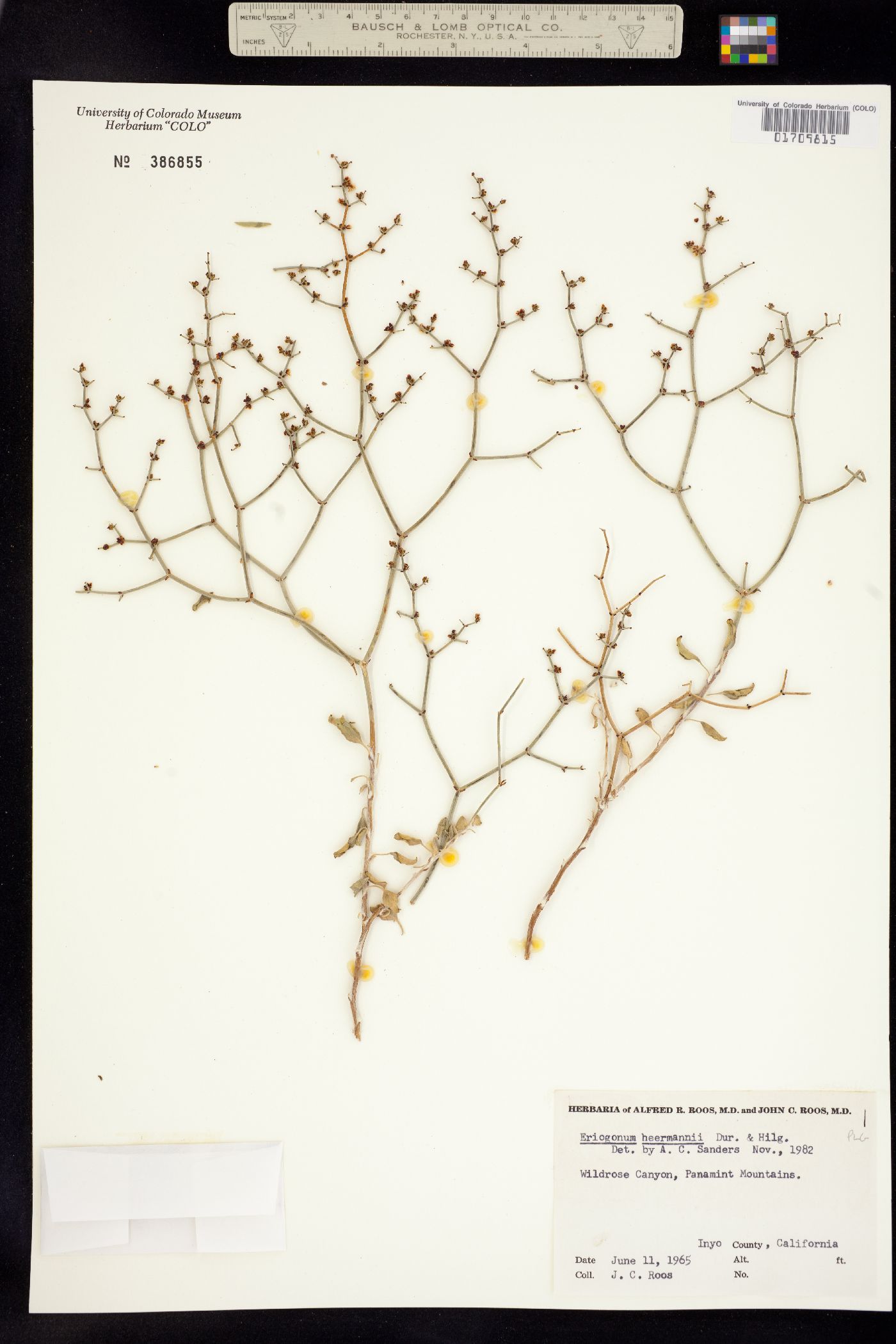 Eriogonum heermannii image