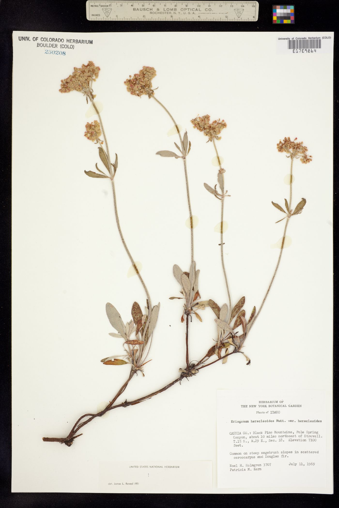 Eriogonum heracleoides var. heracleoides image