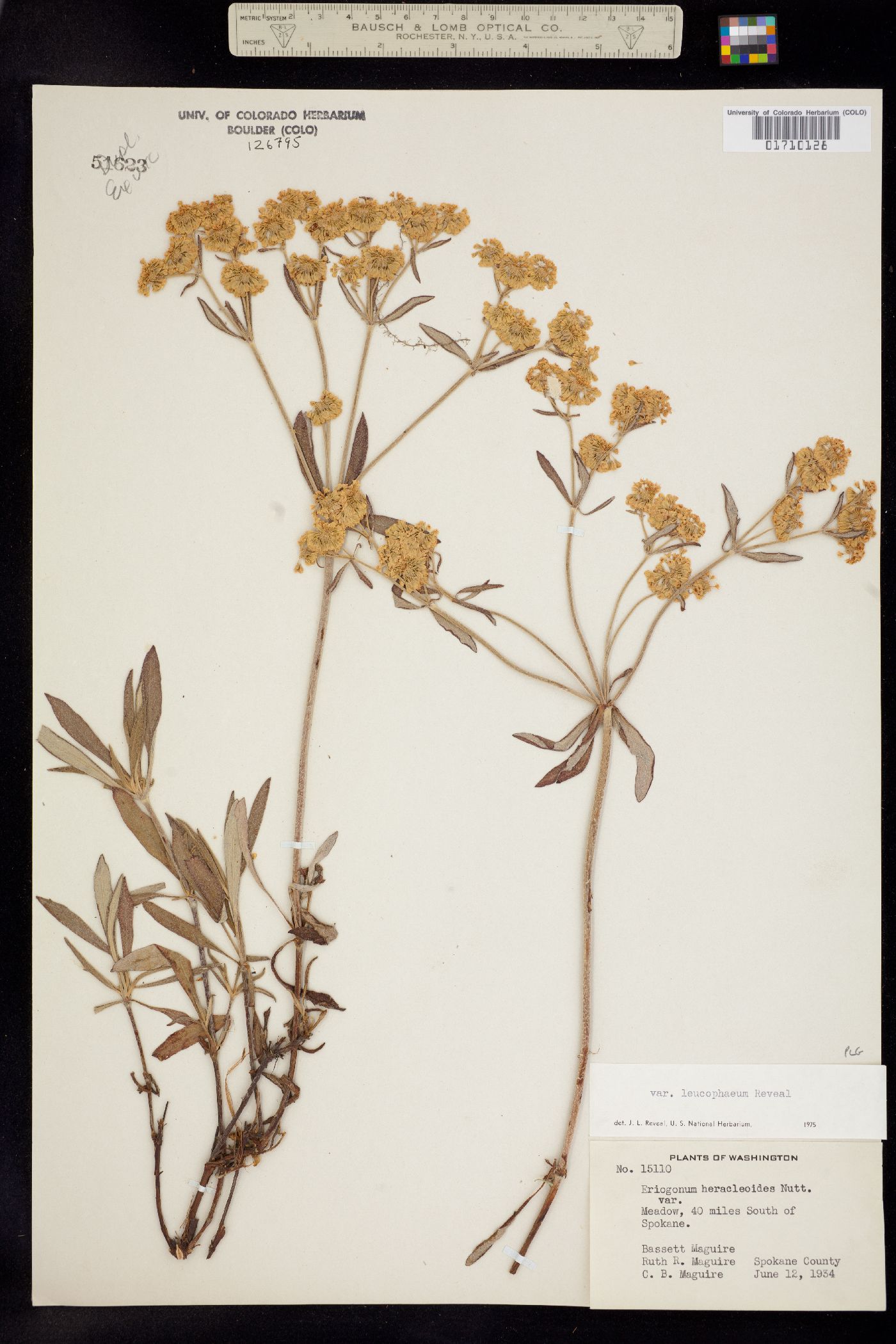 Eriogonum heracleoides image
