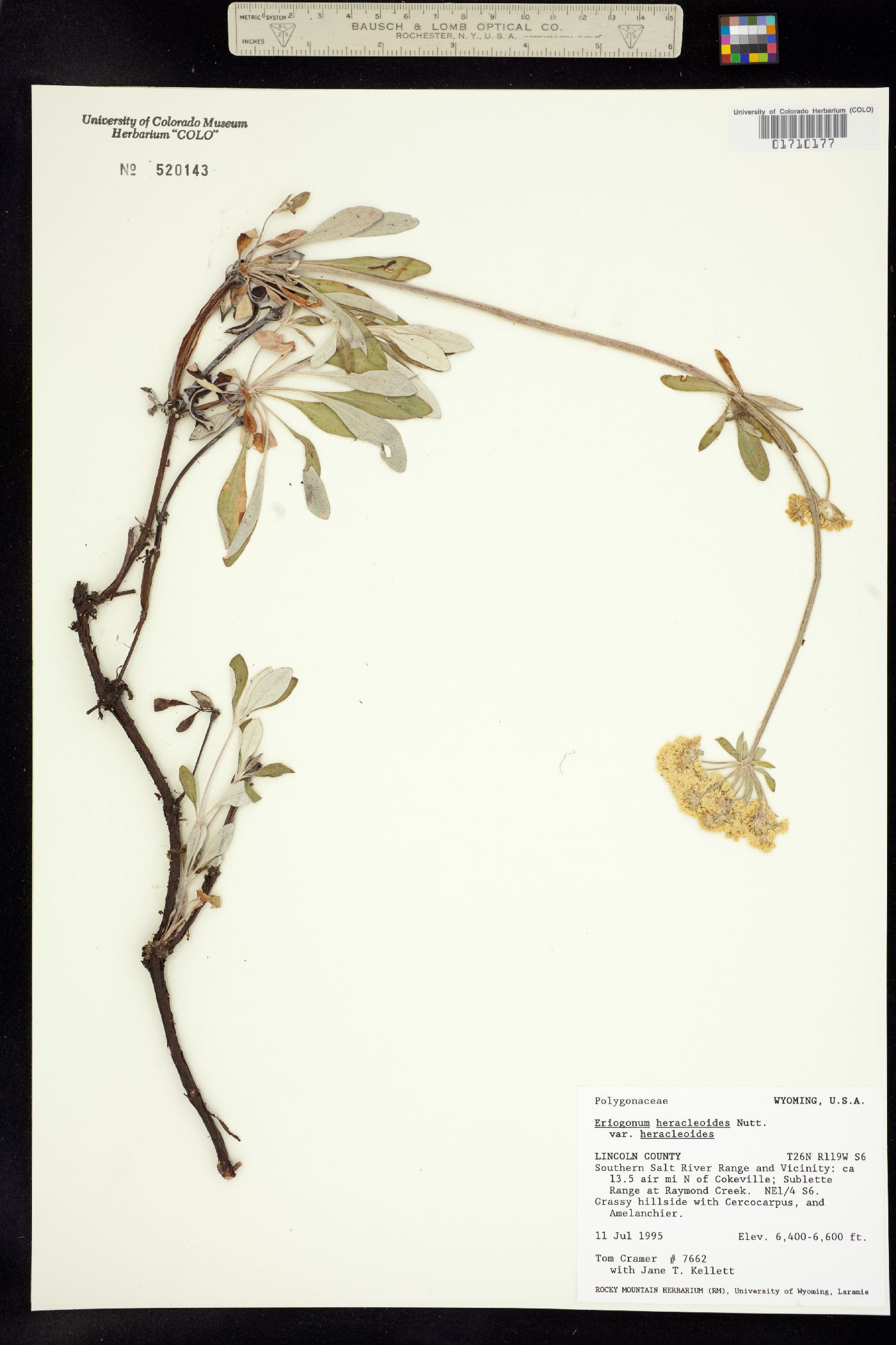 Eriogonum heracleoides image