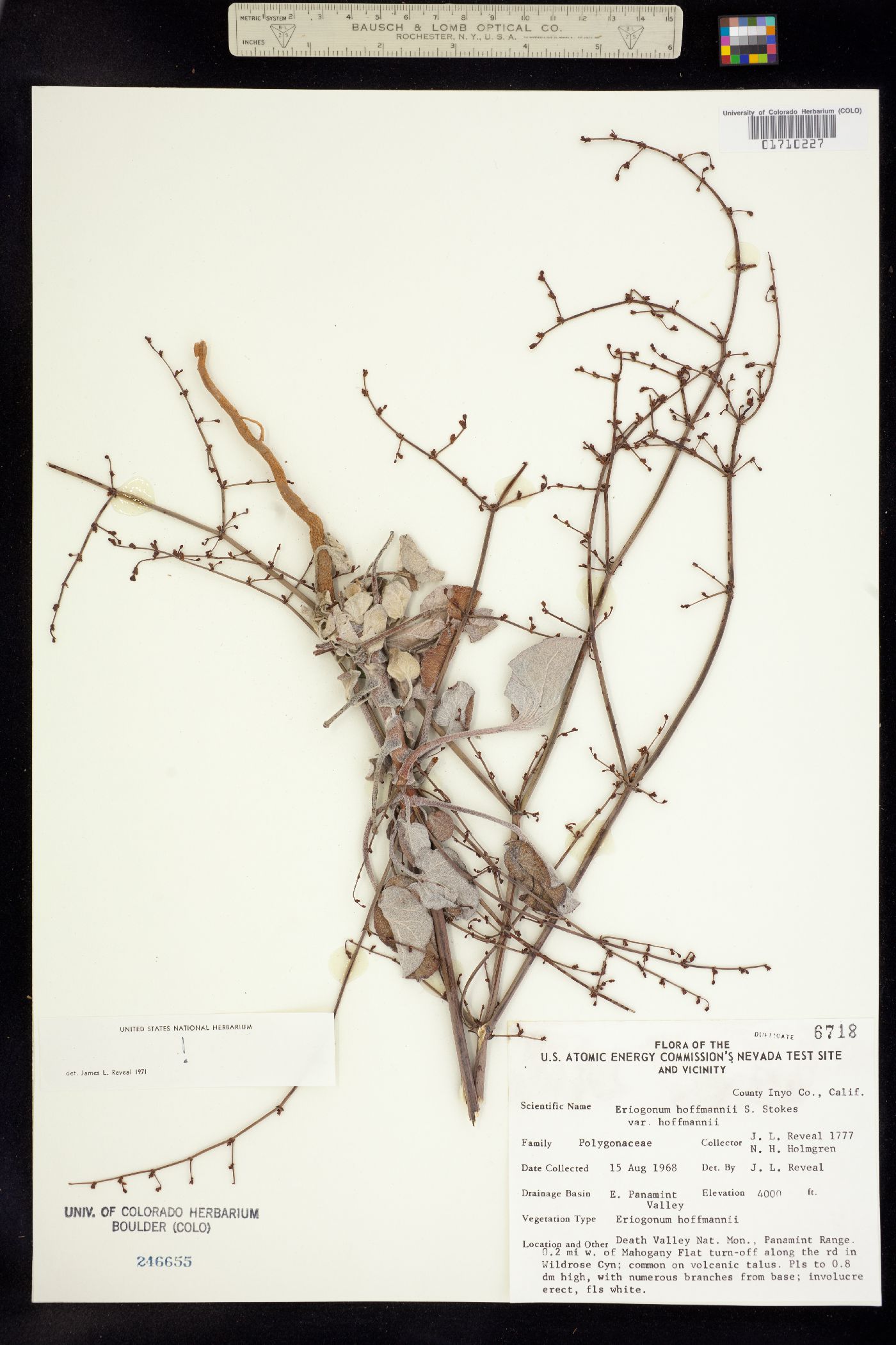 Eriogonum hoffmannii image