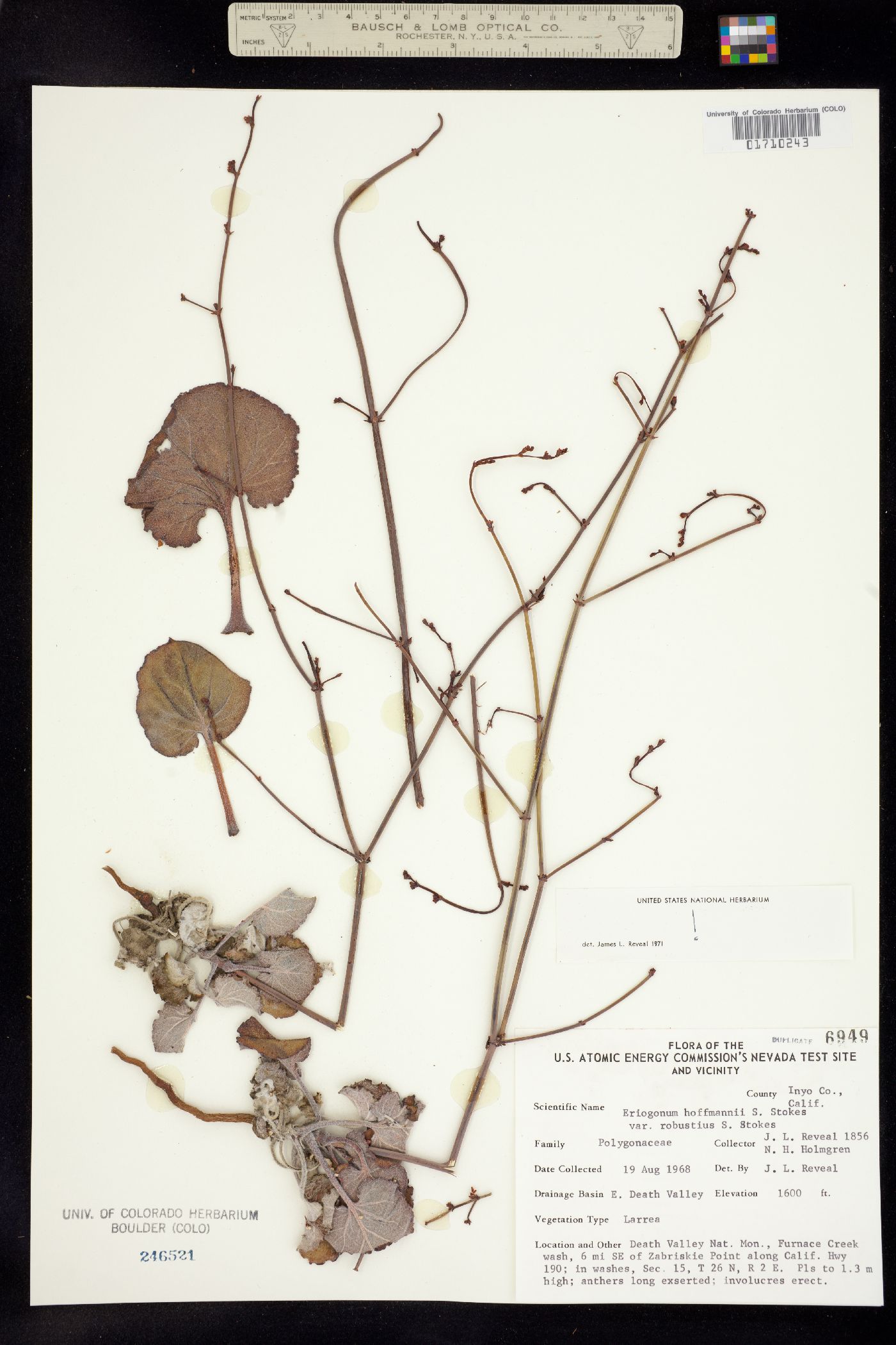 Eriogonum hoffmannii image