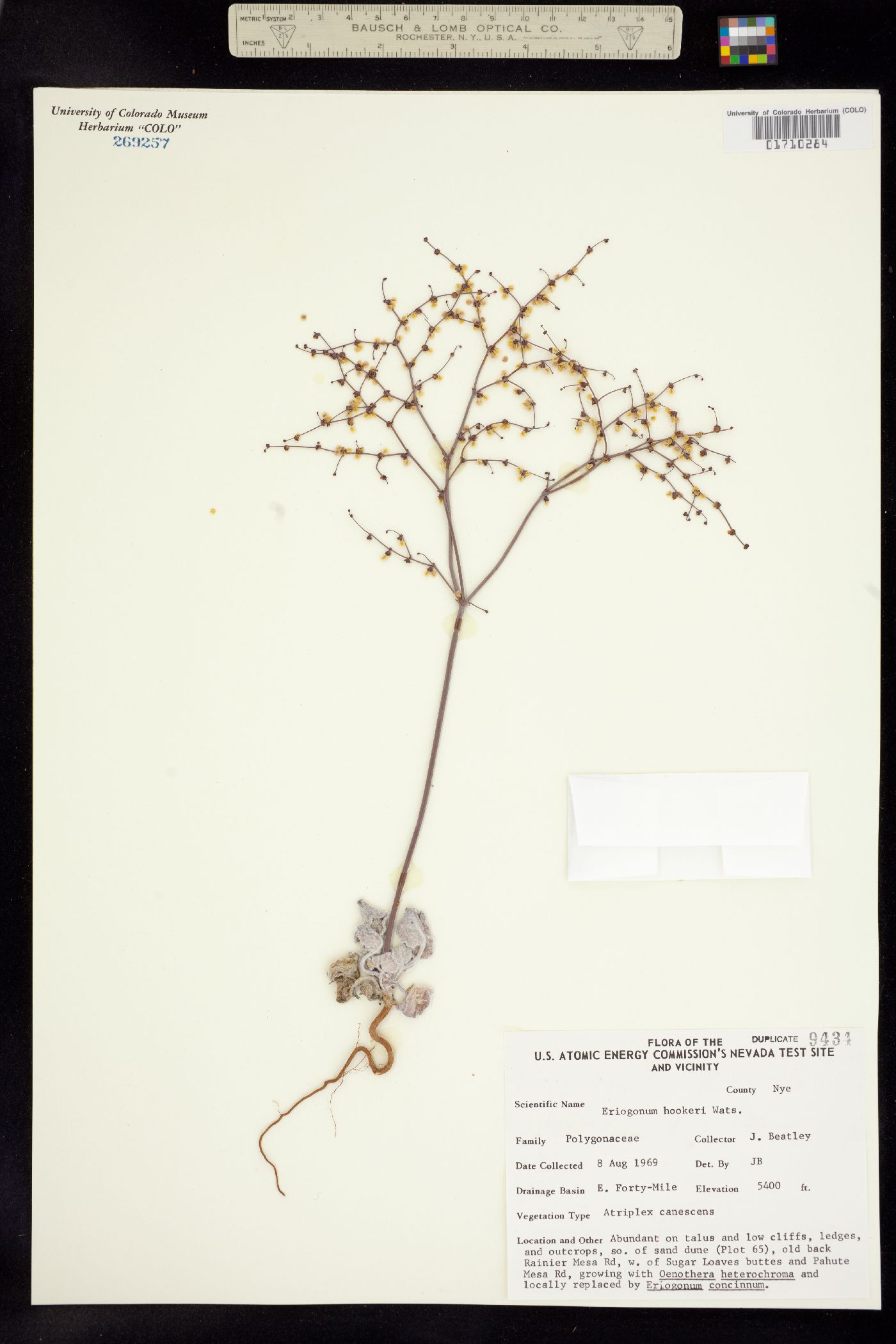 Eriogonum hookeri image