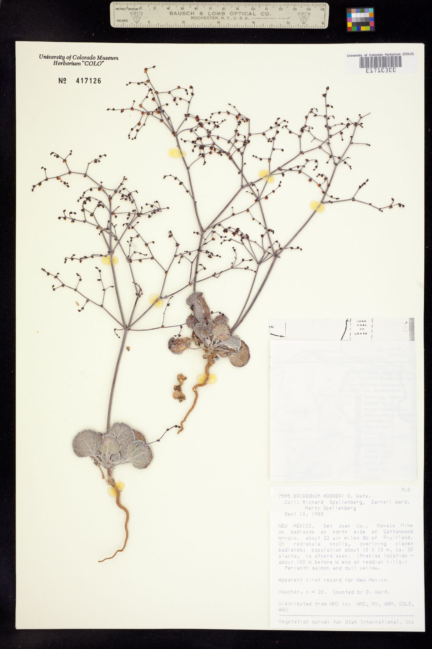 Eriogonum hookeri image