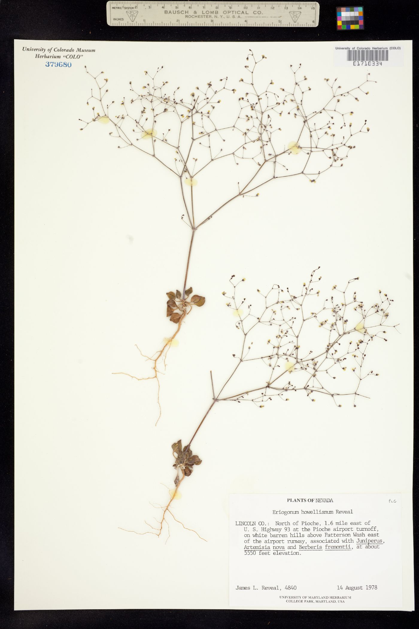 Eriogonum howellianum image
