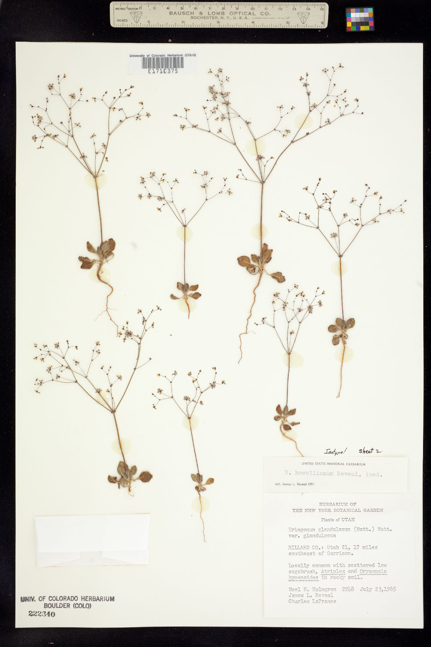 Eriogonum howellianum image