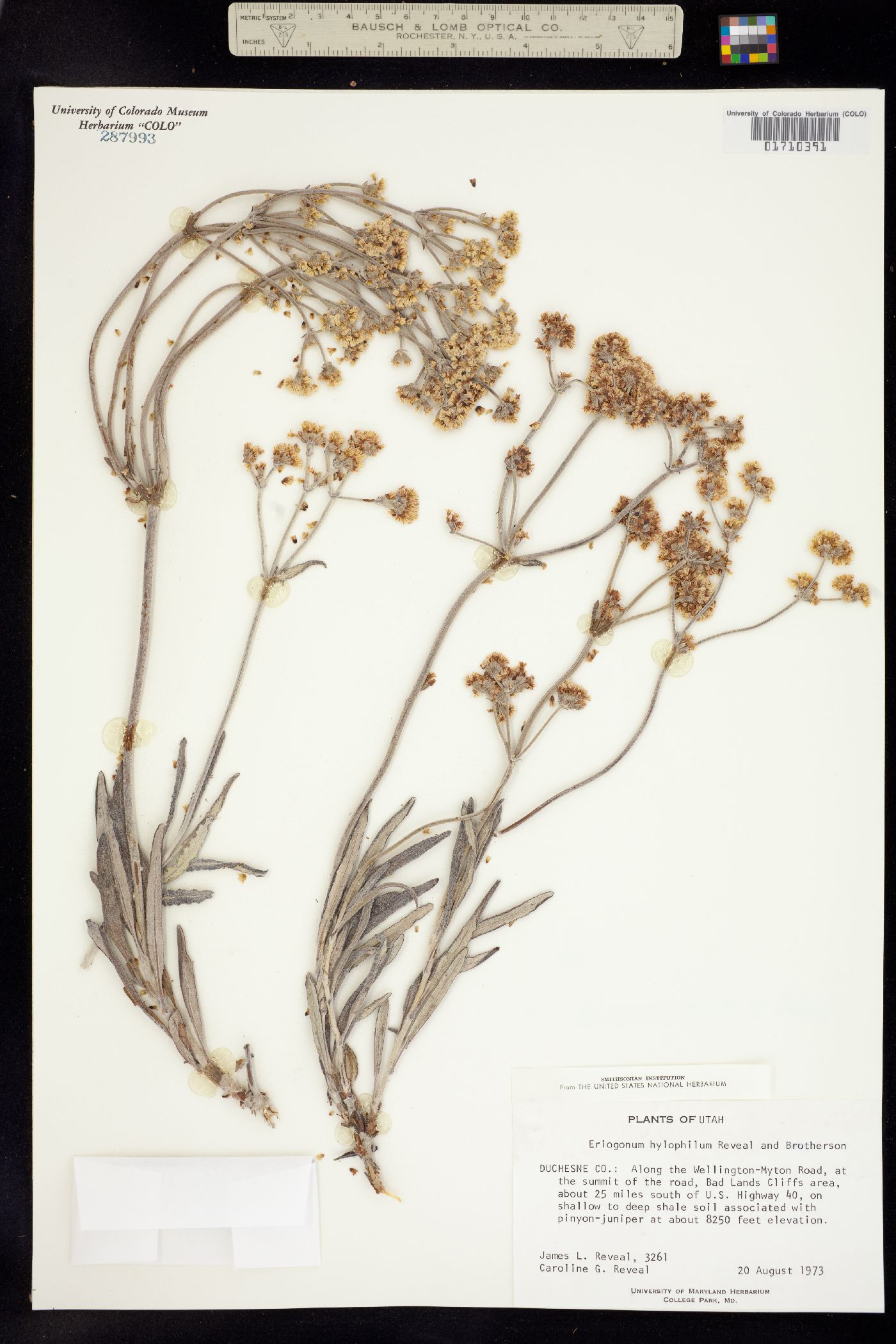 Eriogonum hylophilum image