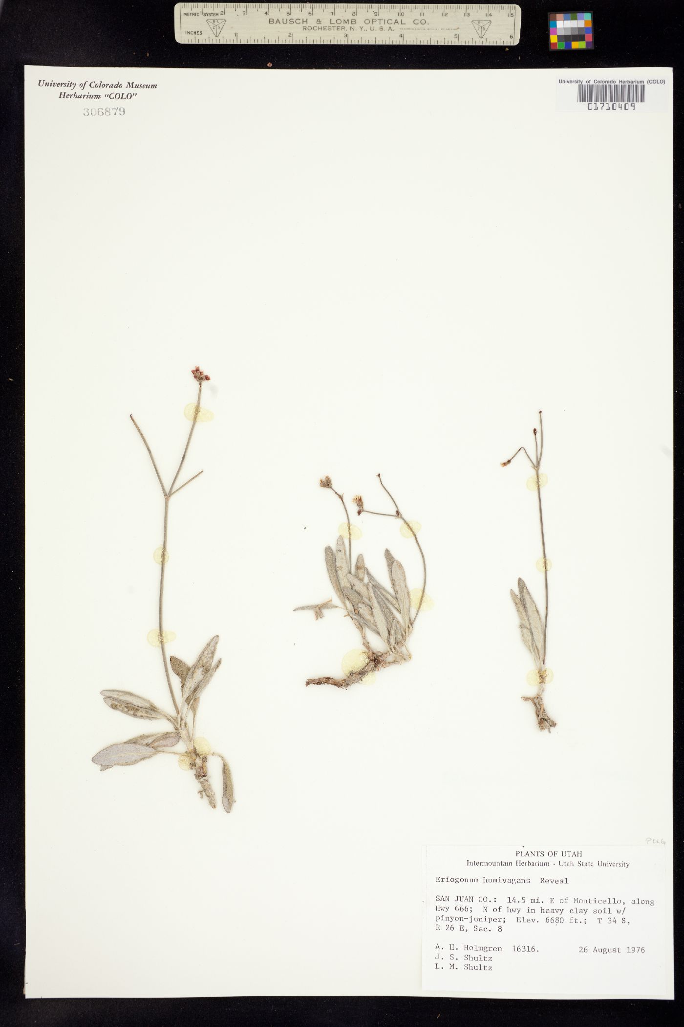 Eriogonum lonchophyllum image