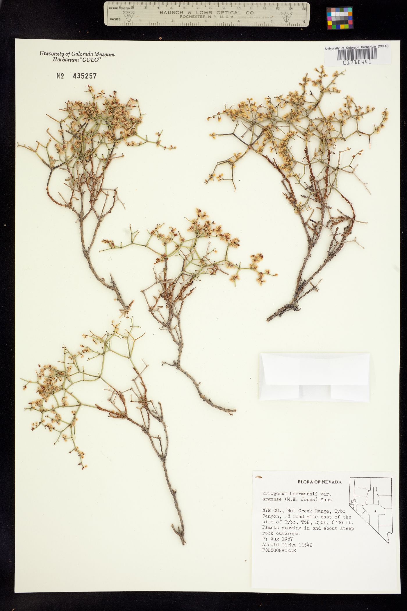 Eriogonum heermannii image