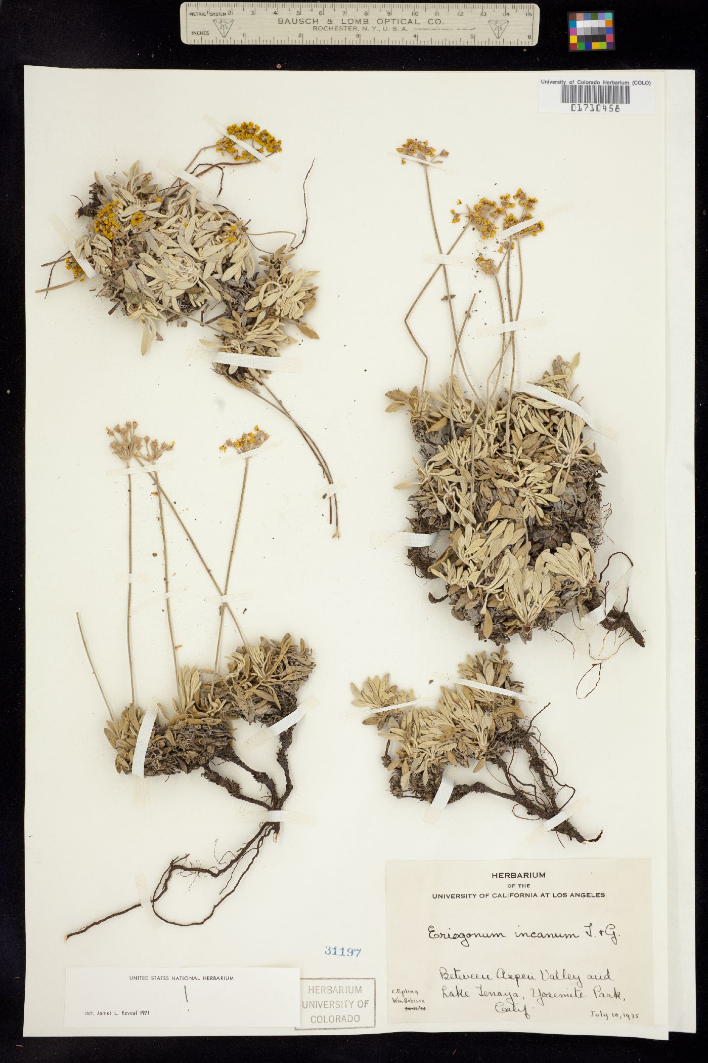 Eriogonum incanum image
