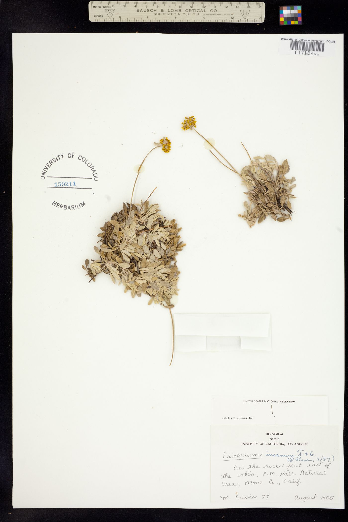 Eriogonum incanum image