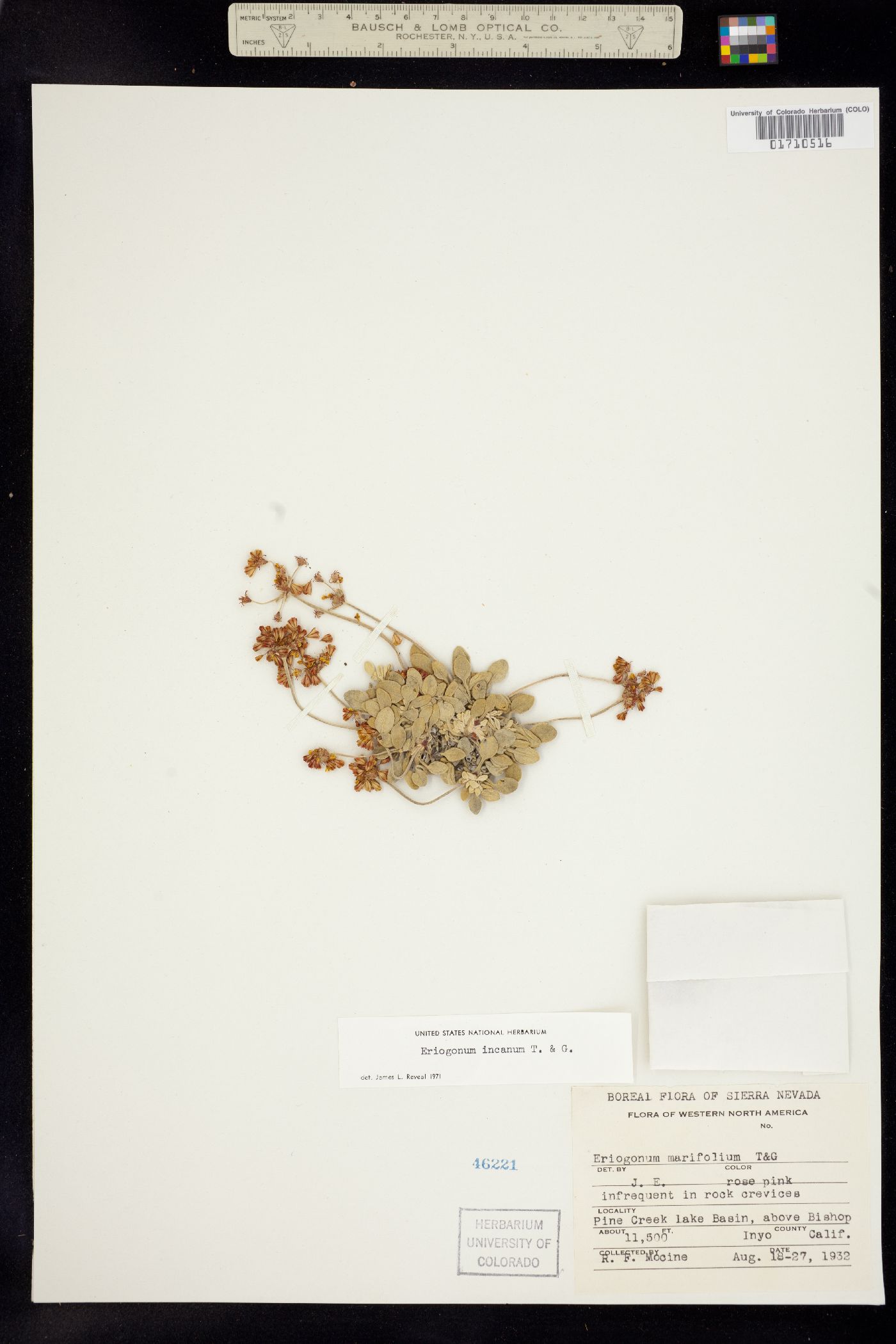 Eriogonum incanum image