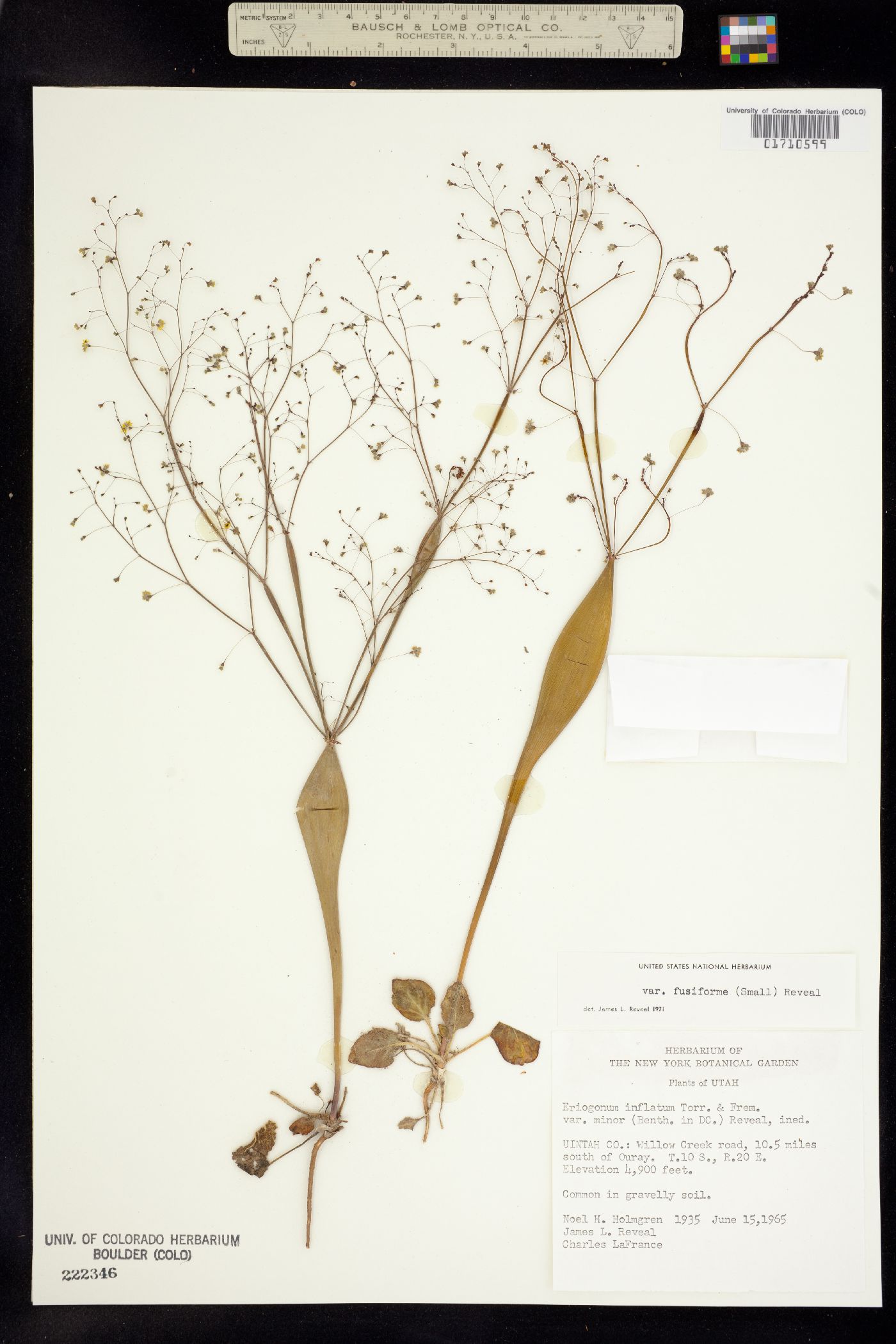 Eriogonum fusiforme image