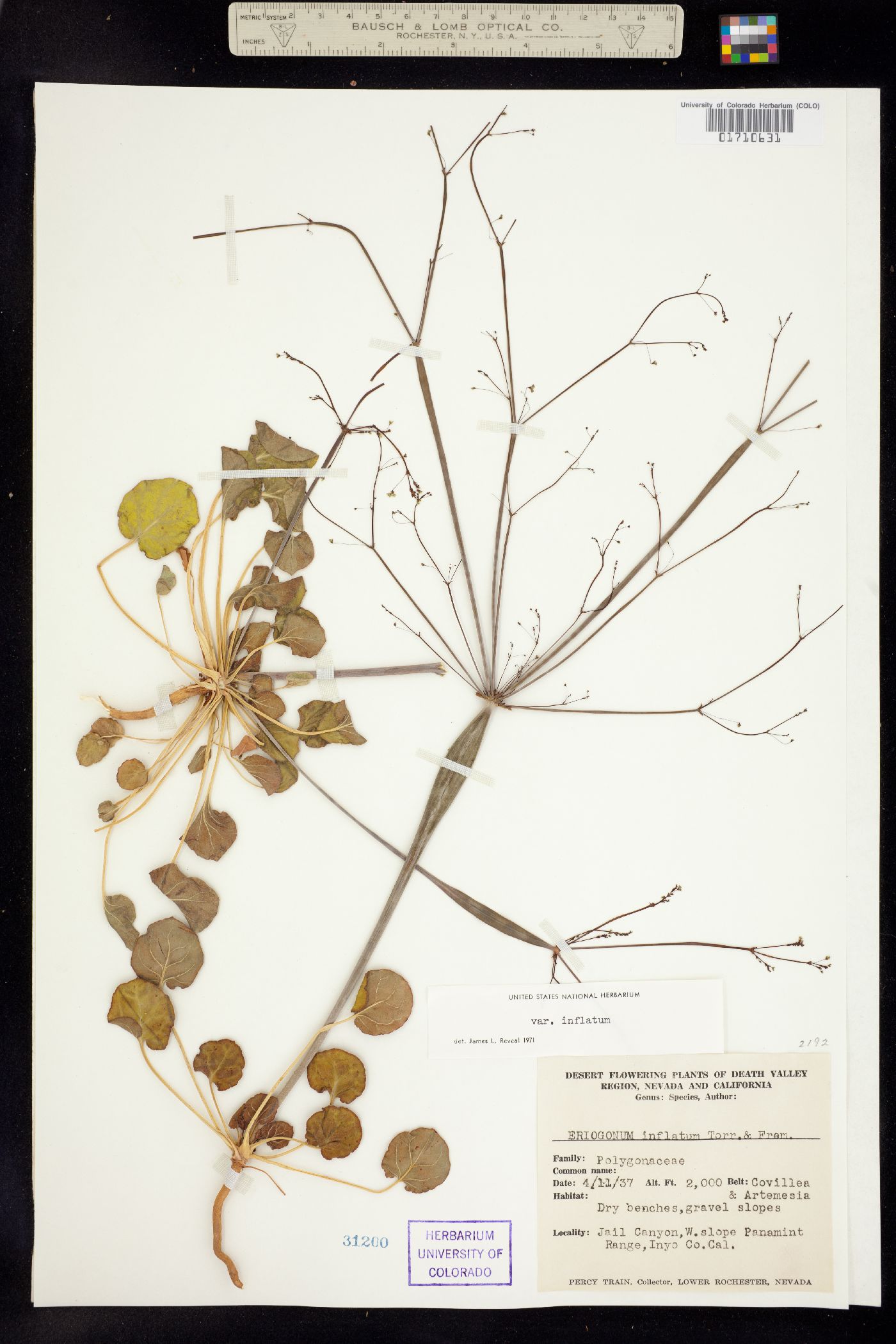 Eriogonum clavatum image