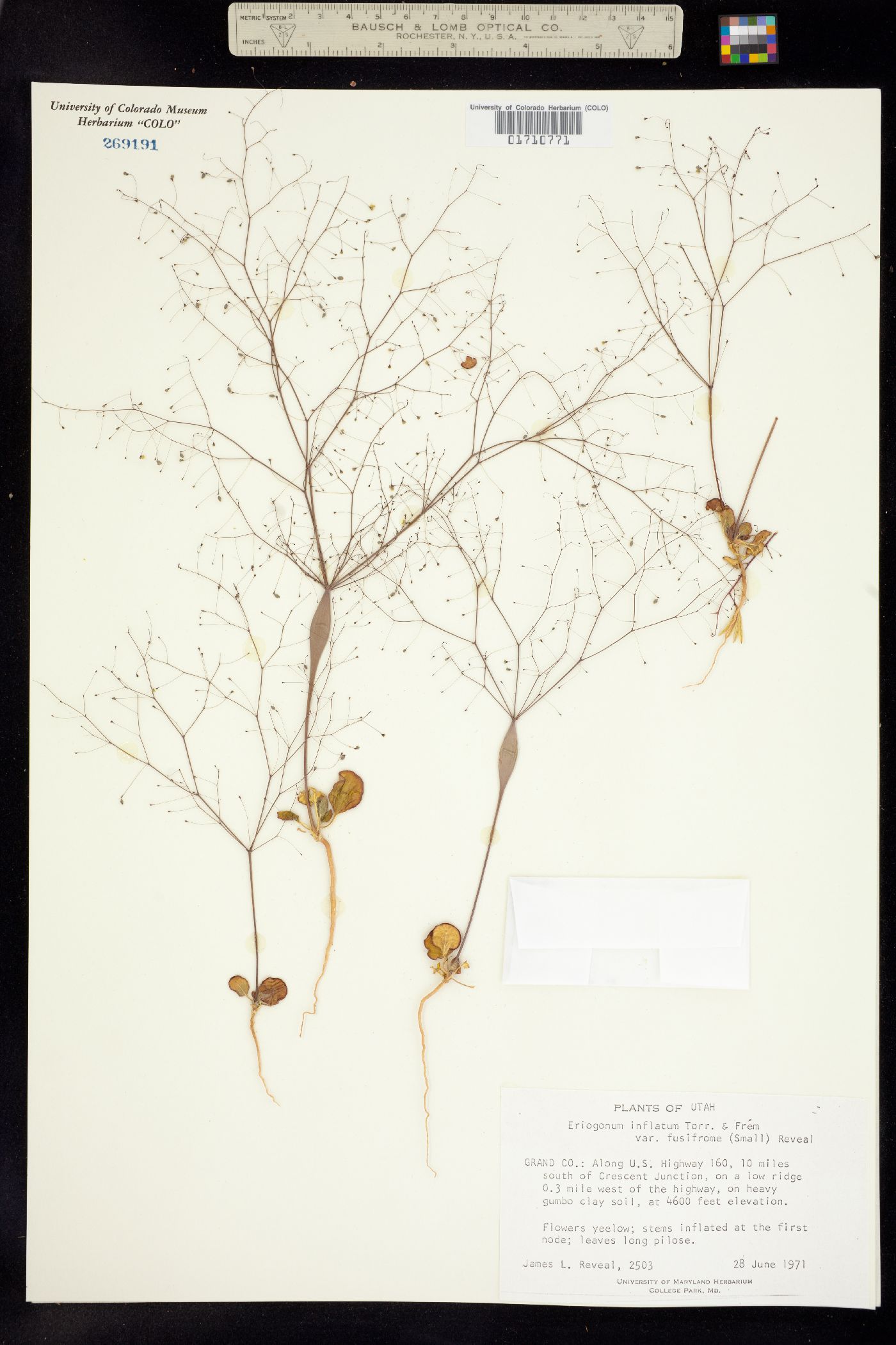 Eriogonum fusiforme image