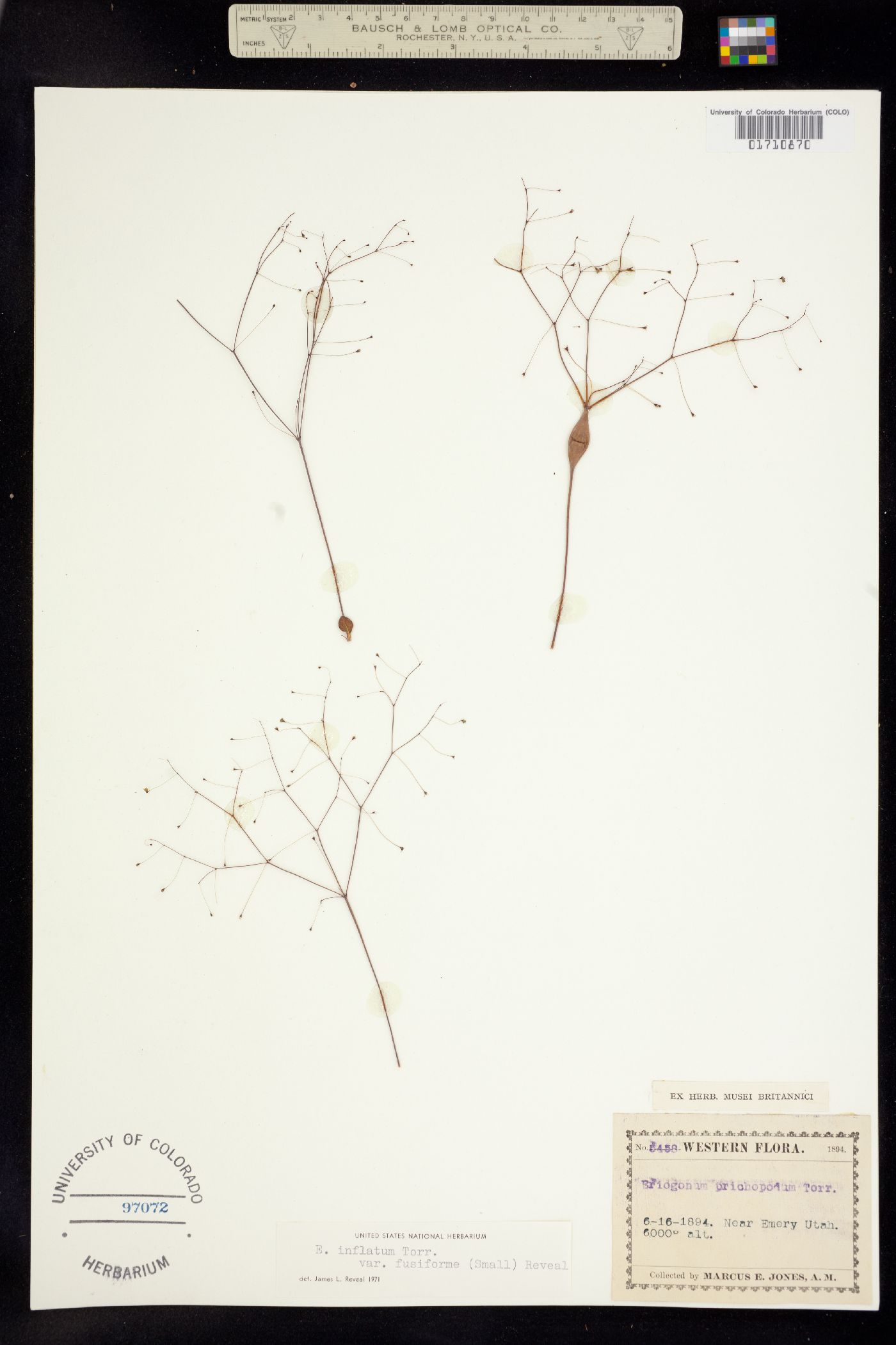 Eriogonum fusiforme image