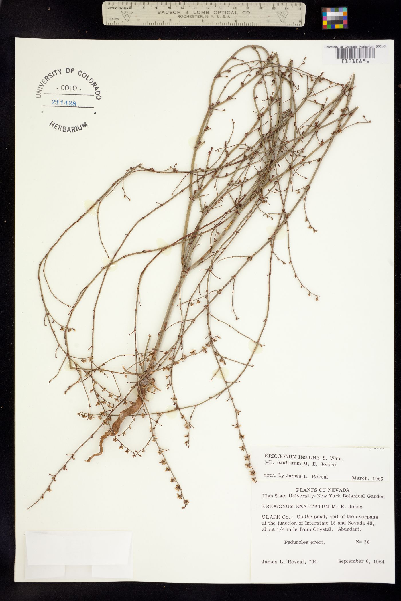 Eriogonum deflexum var. deflexum image