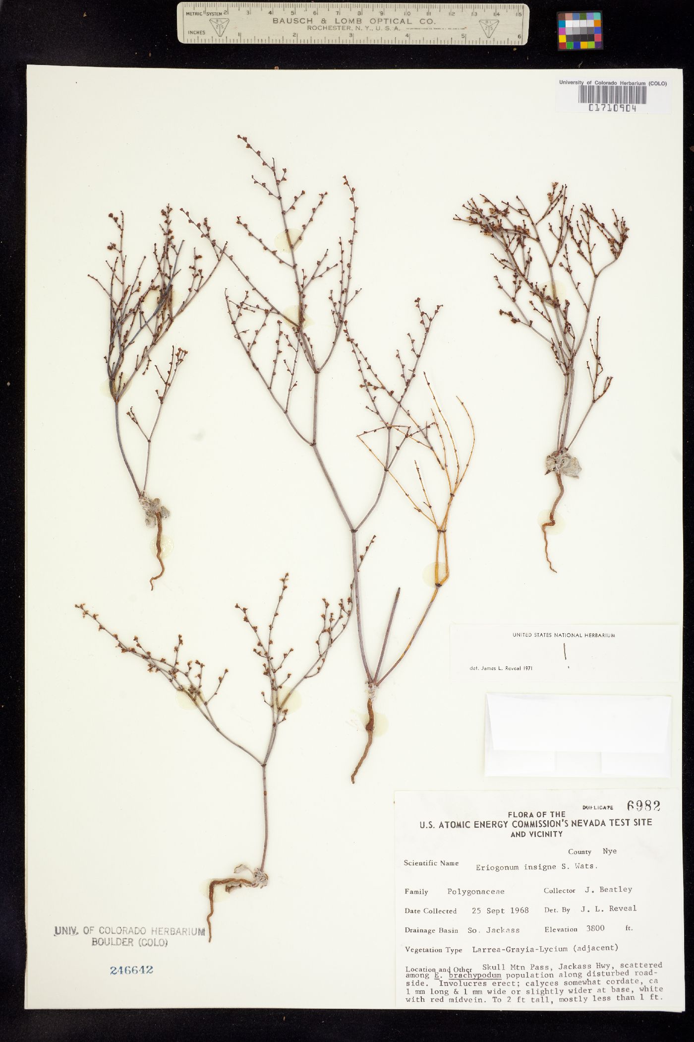 Eriogonum deflexum image