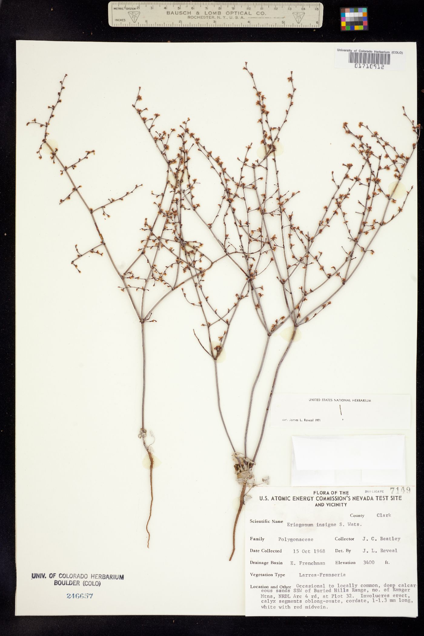 Eriogonum deflexum var. deflexum image